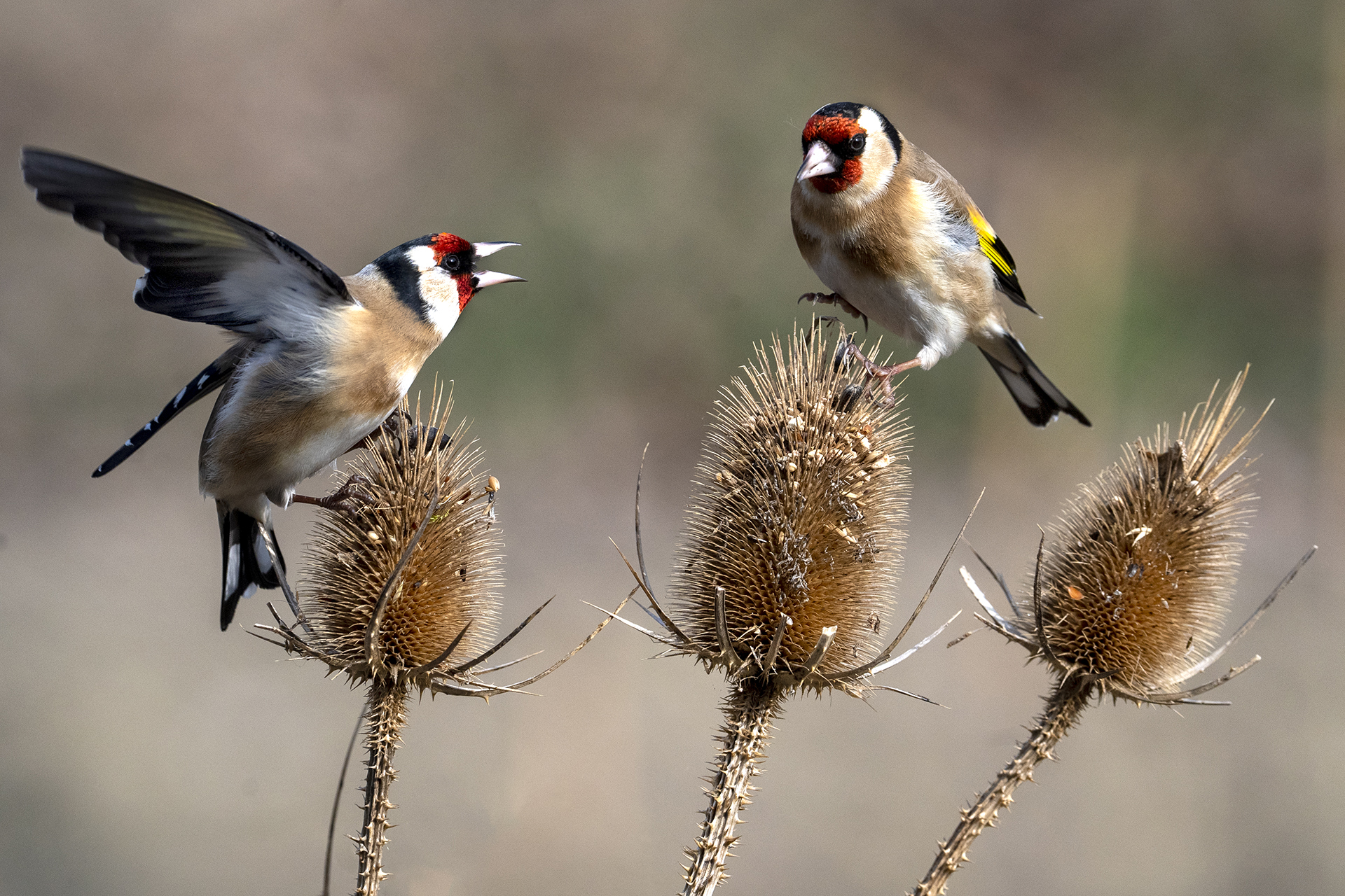 Goldfinches