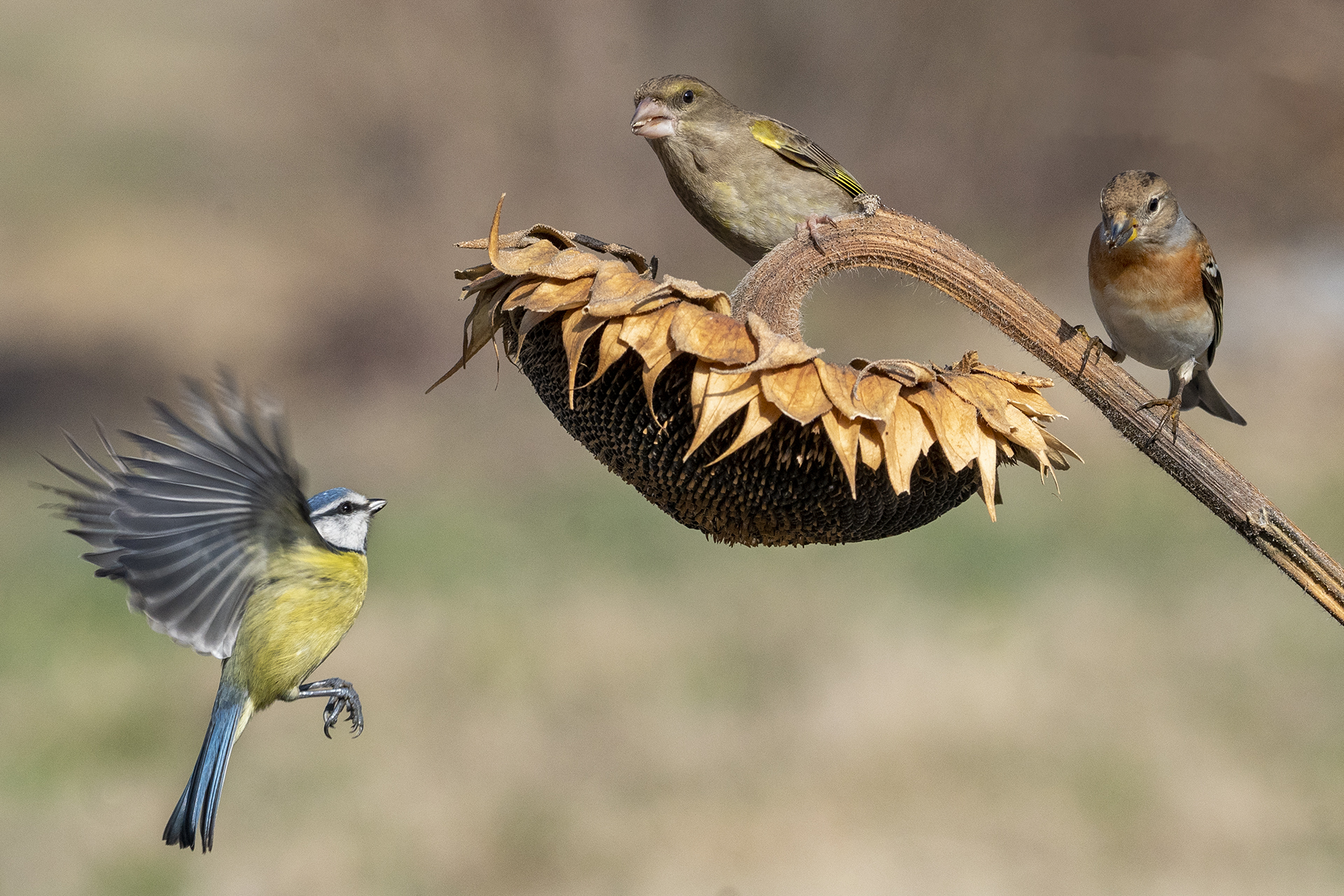 Blue Greenfinch and Peppola
