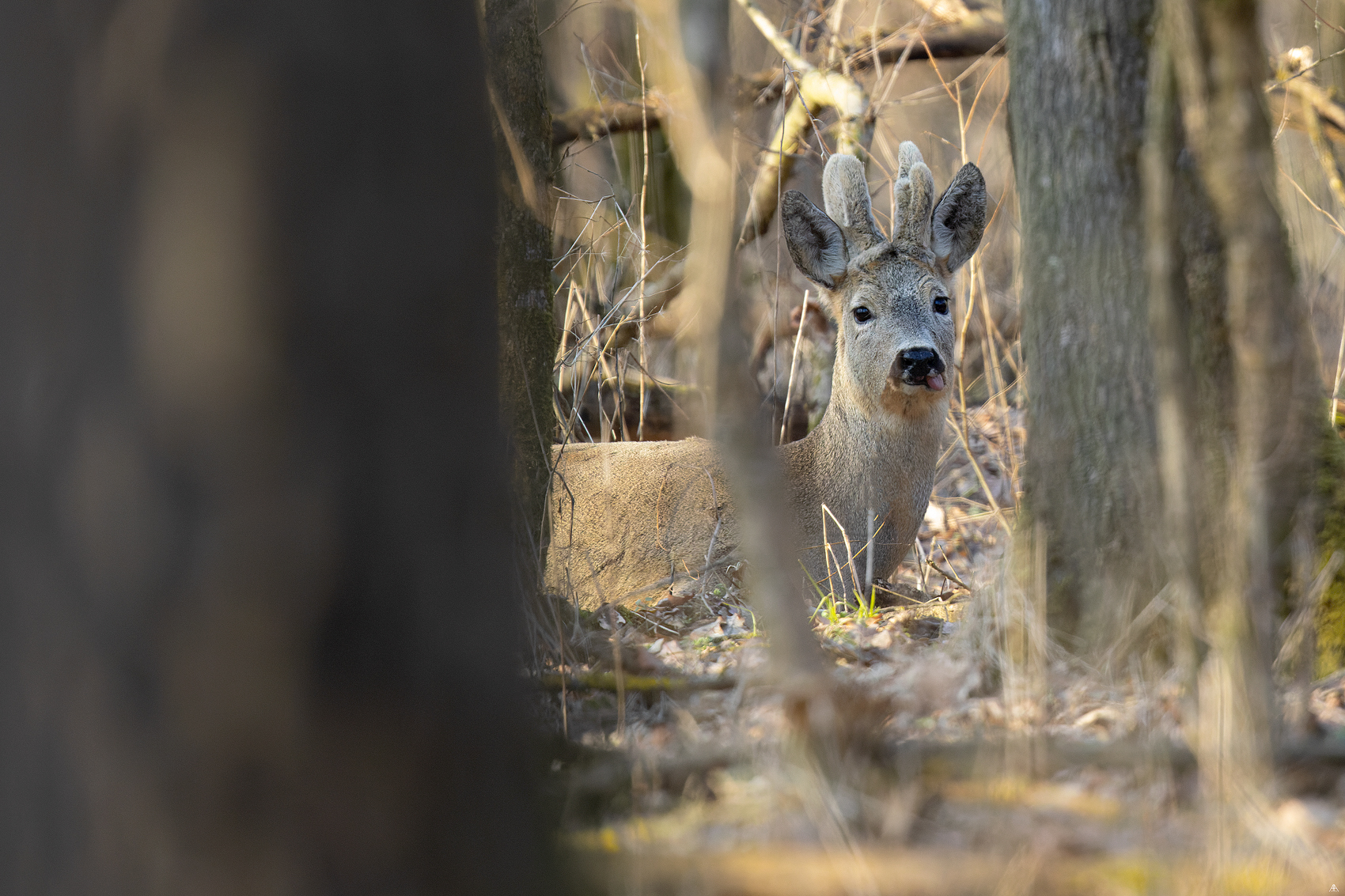 Roe deer