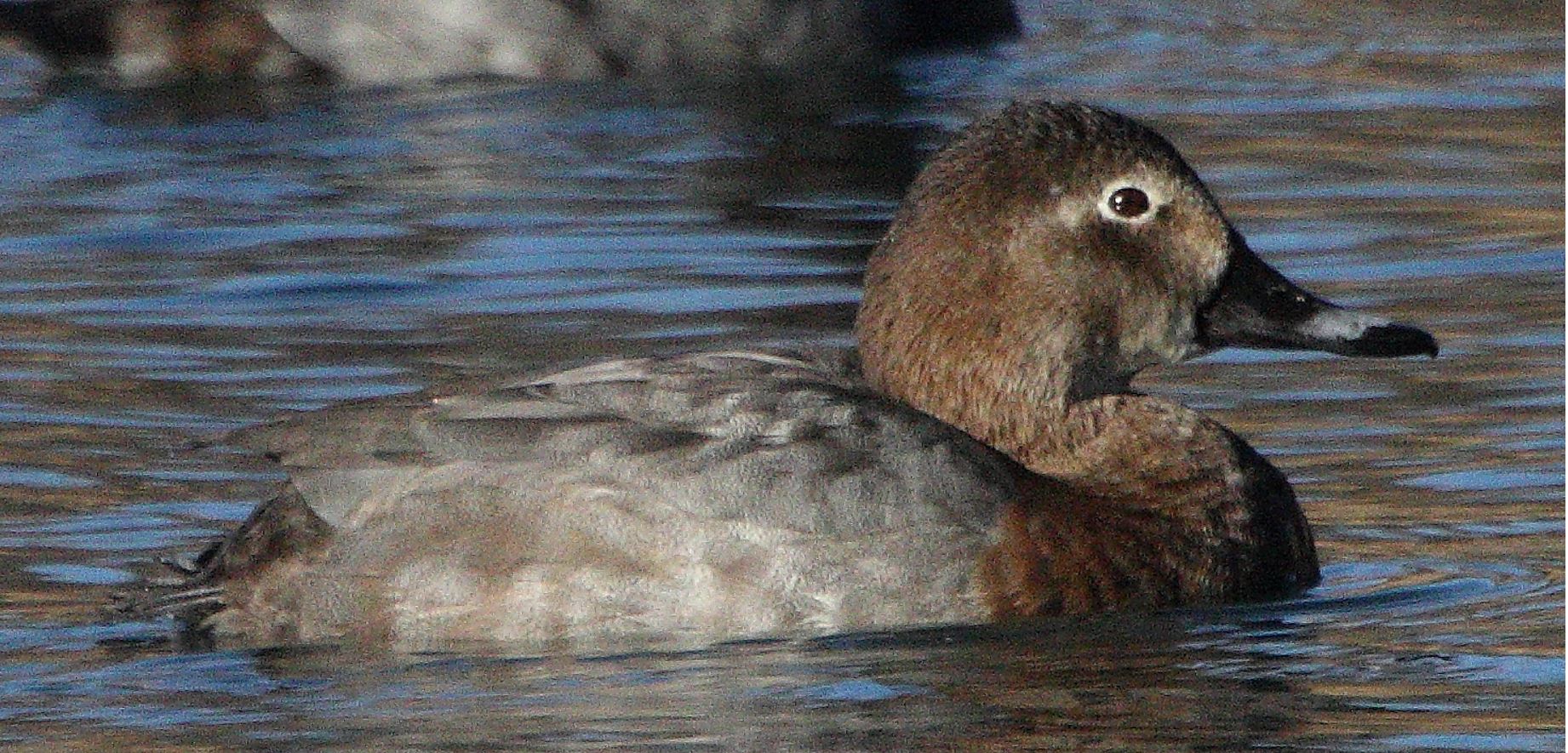 Moriglione 28-01-2022