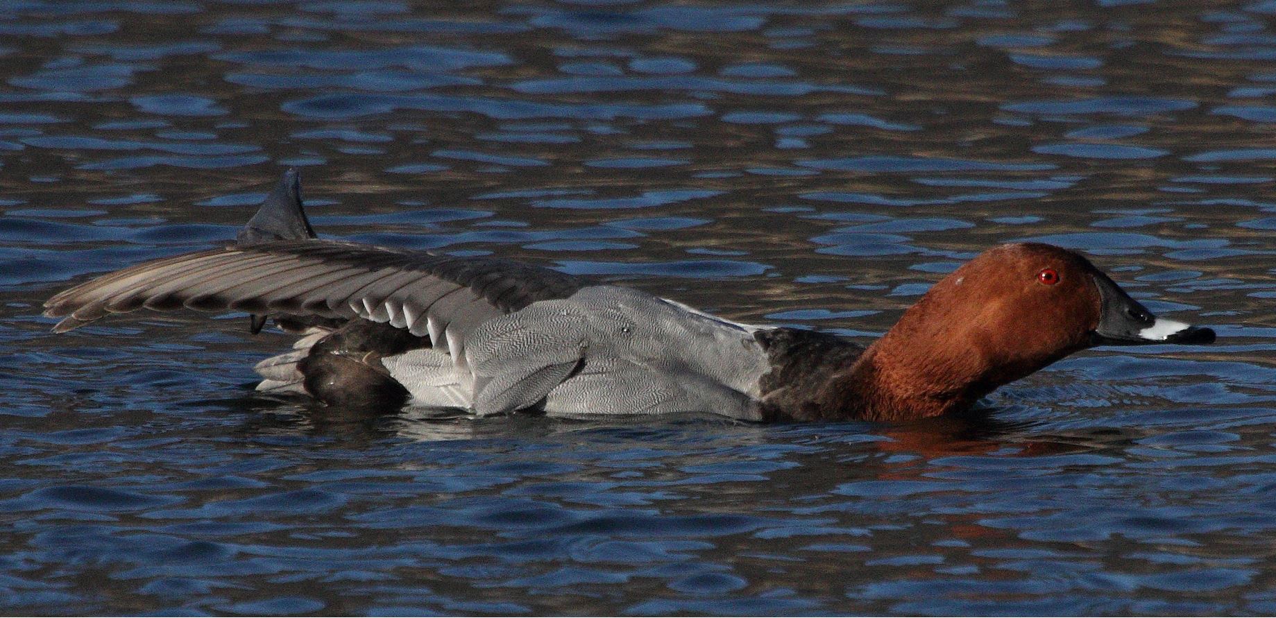 Moriglione M 28-01-2022