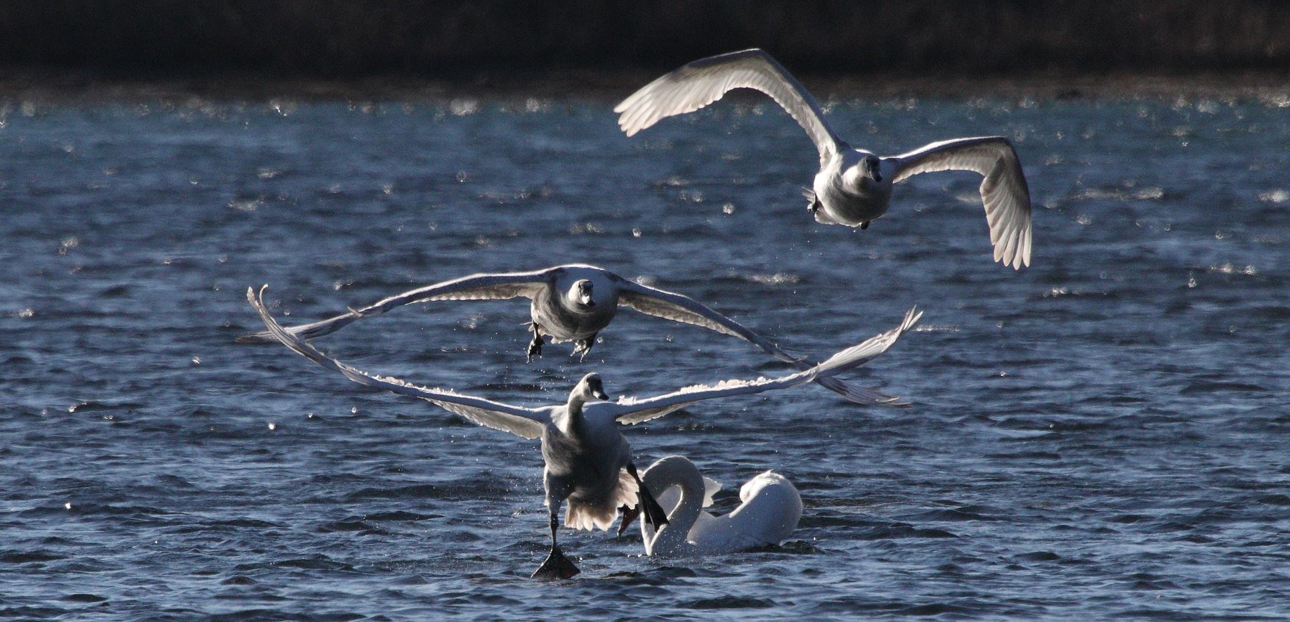 swans in flight