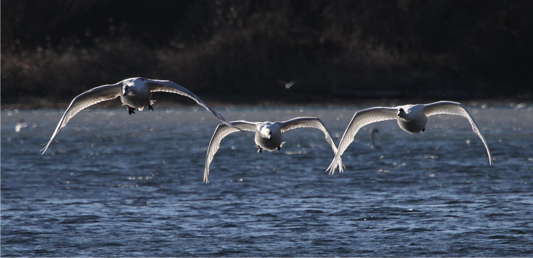 swans in flight