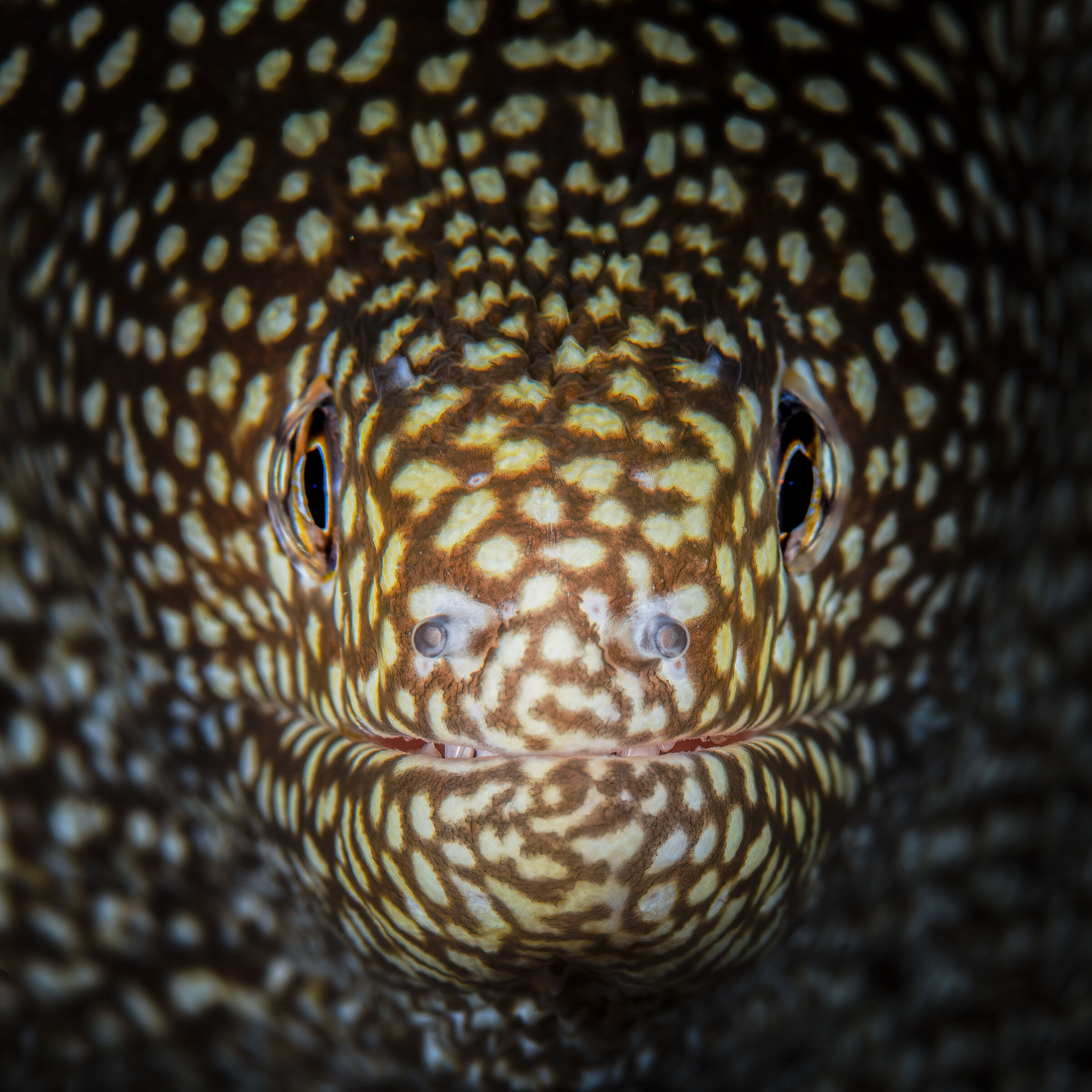 murena leopardo ,Whitemouth moray, Gymnothorax meleagri