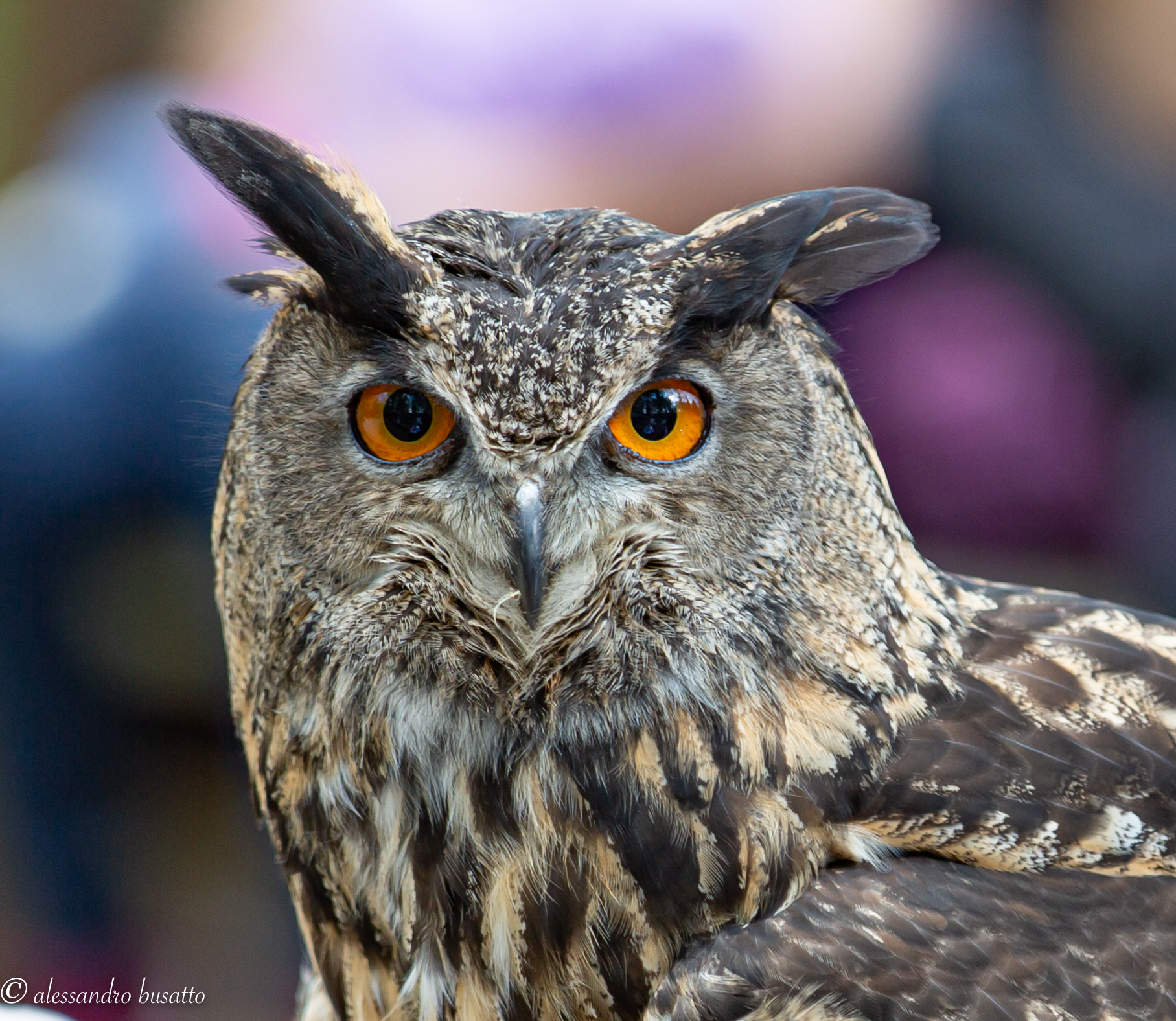 Portrait of eagle owl, in captivity