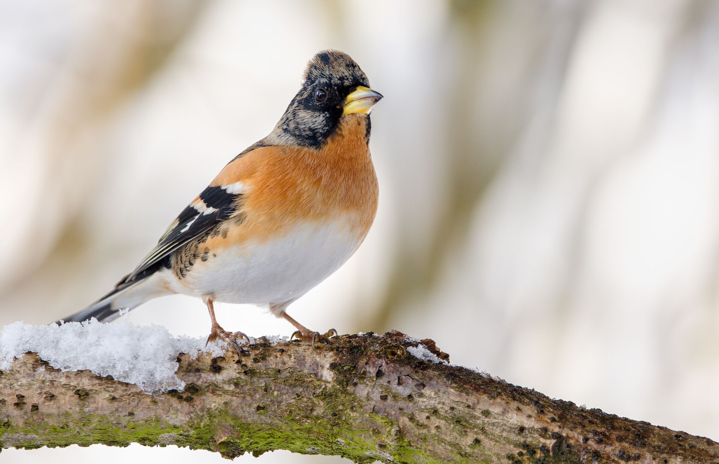Fringilla montifringilla)