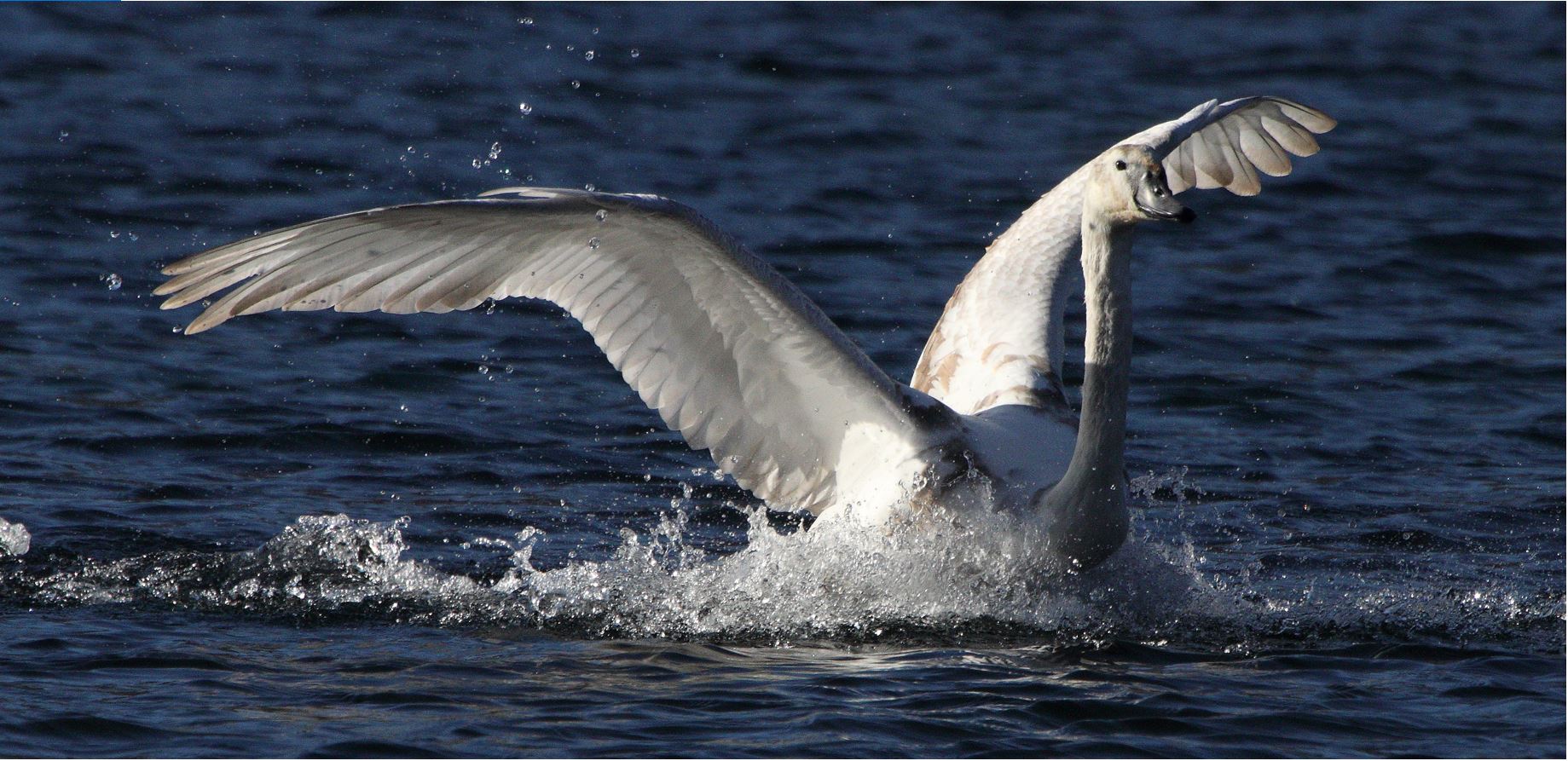 a new exaggerated 28-01-2022