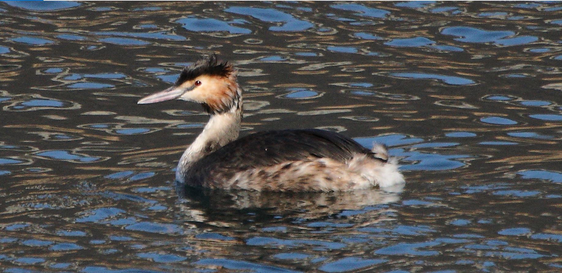 grebe 29-01-2022