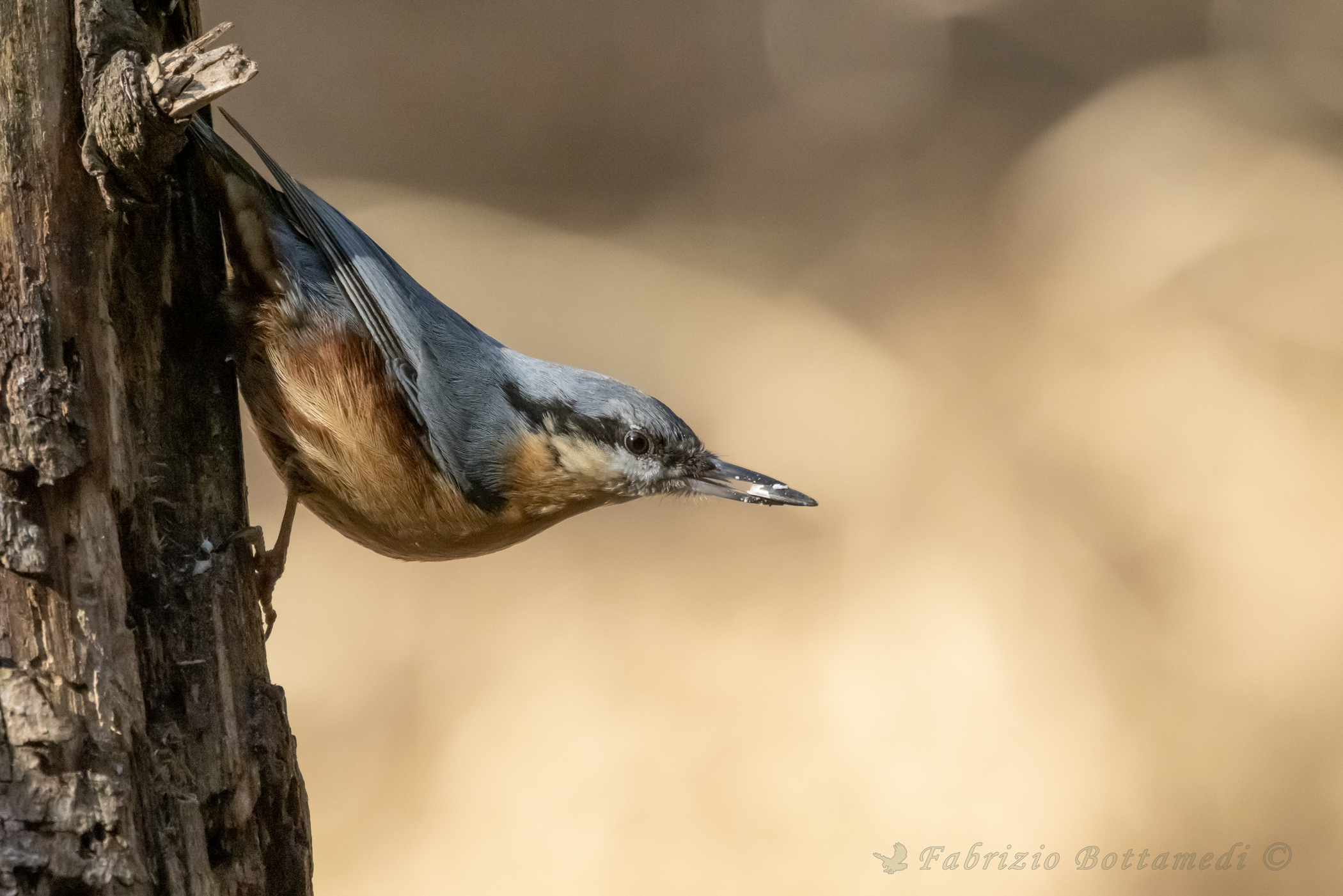 Wood nuthatch