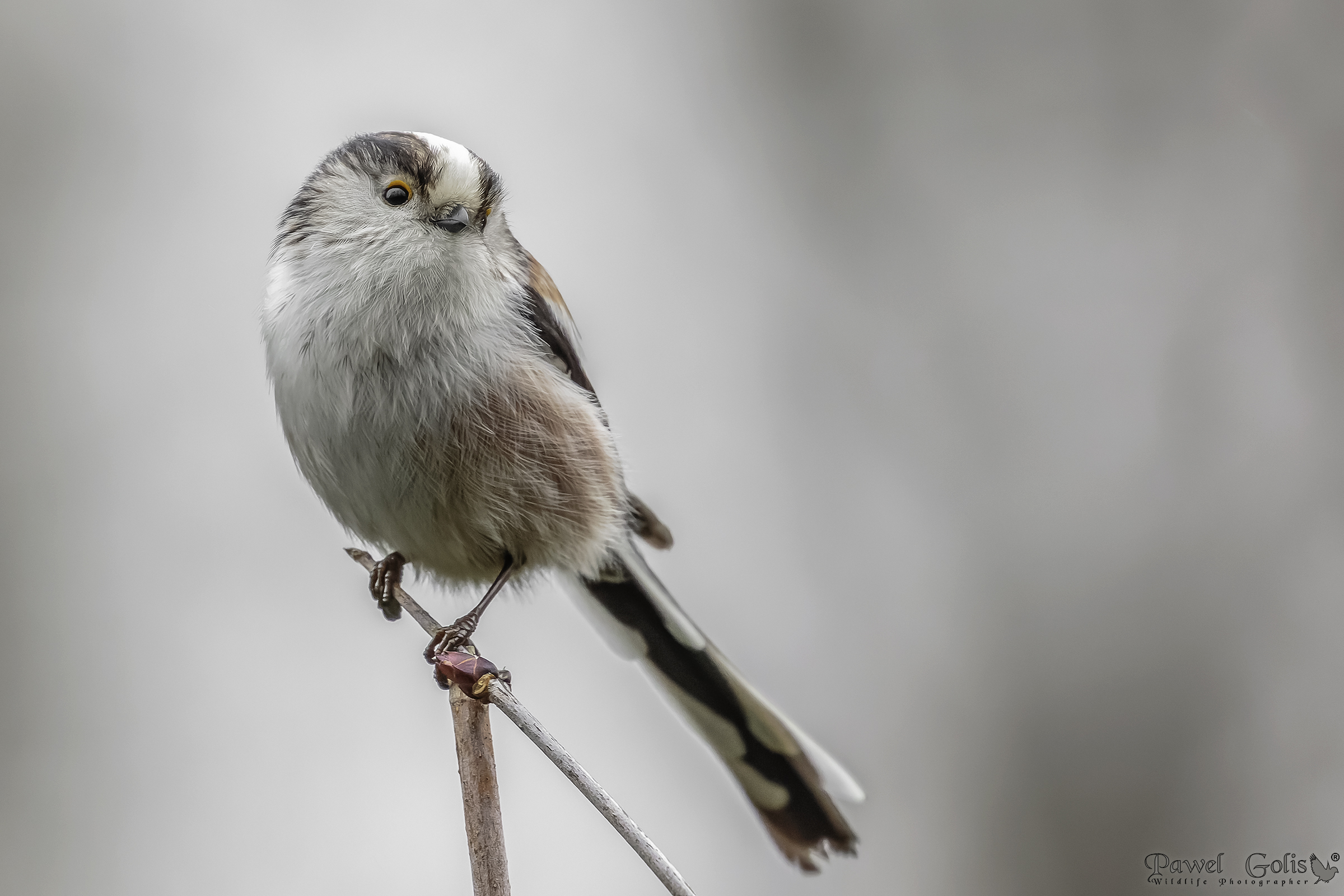Bushtit dalla coda lunga (Aegithalos caudatus)