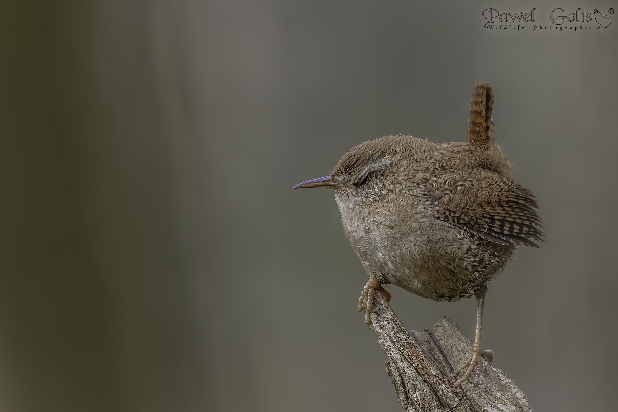 "modalità sonno" Scricciolo eurasiatico ( Troglodytes...