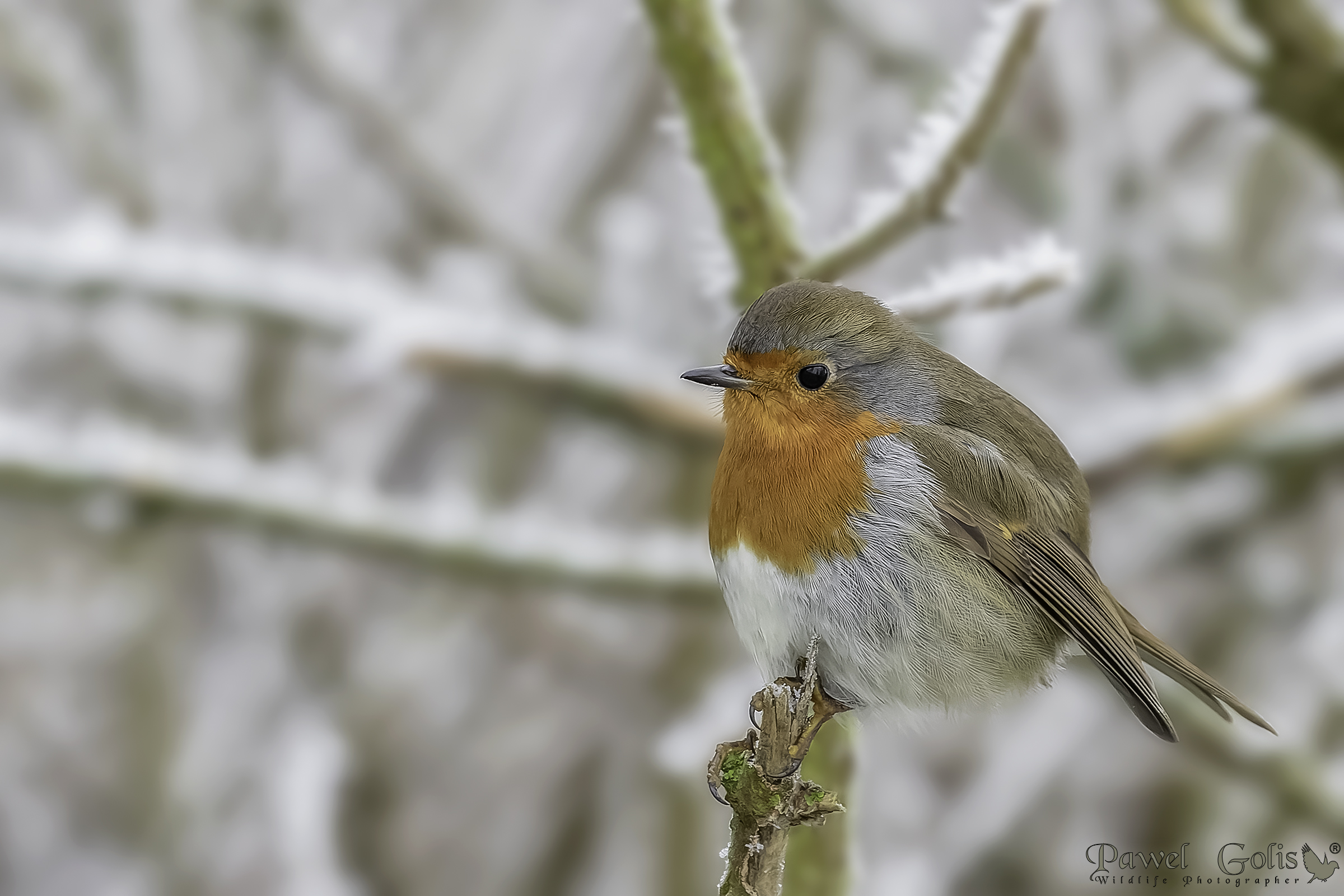 Pettirosso europeo (Erithacus rubecula)
