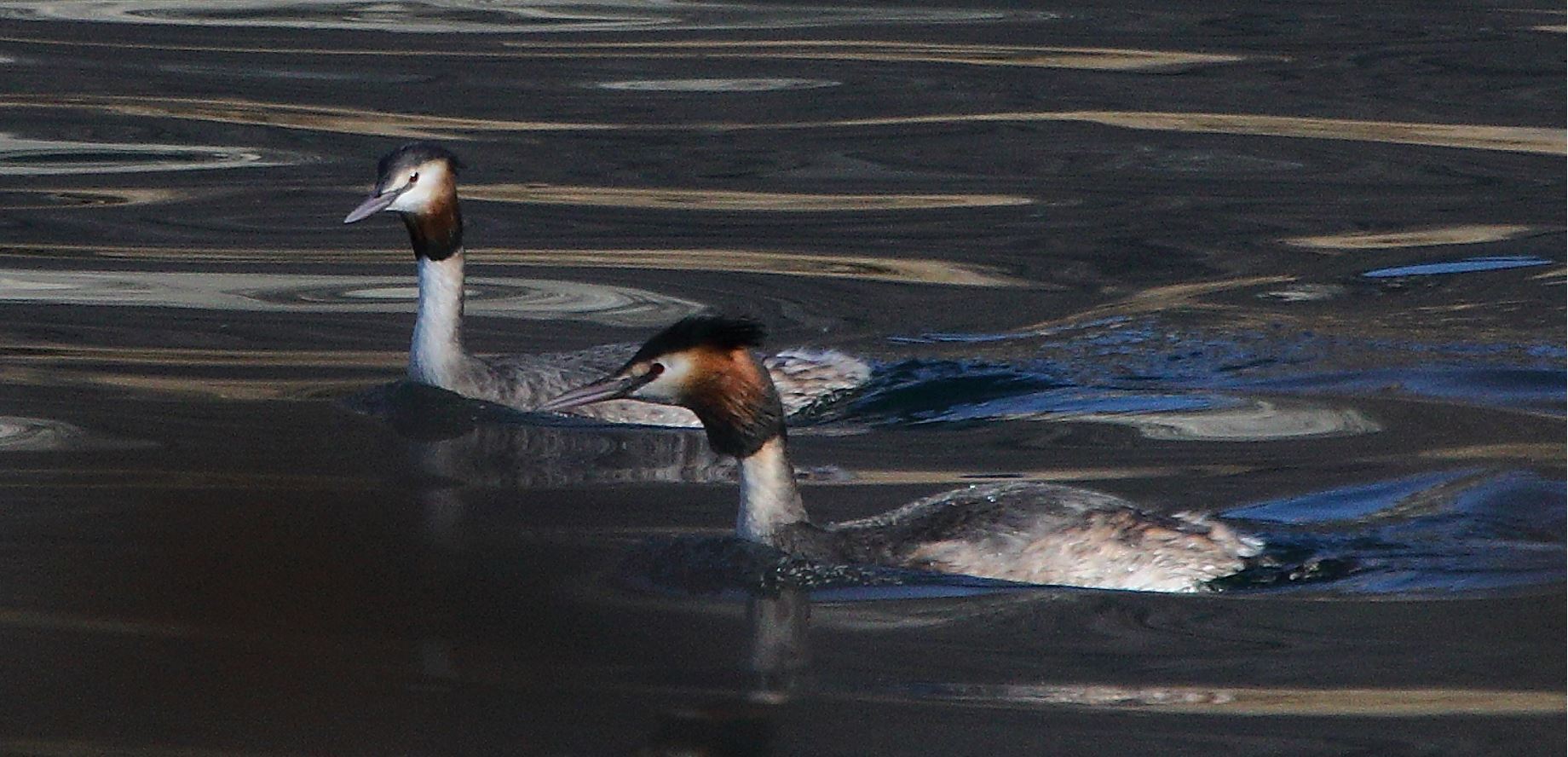 grebes 29-01-2022