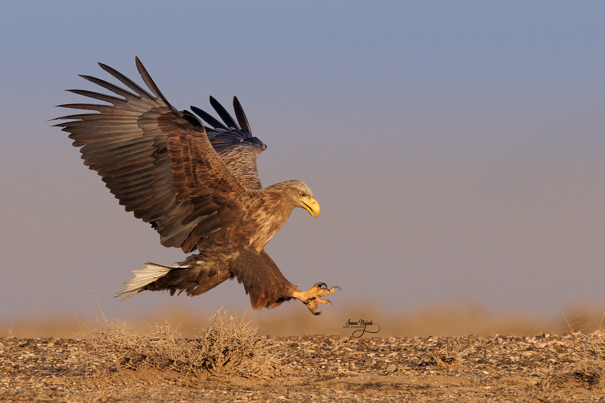 White-tailed eagle