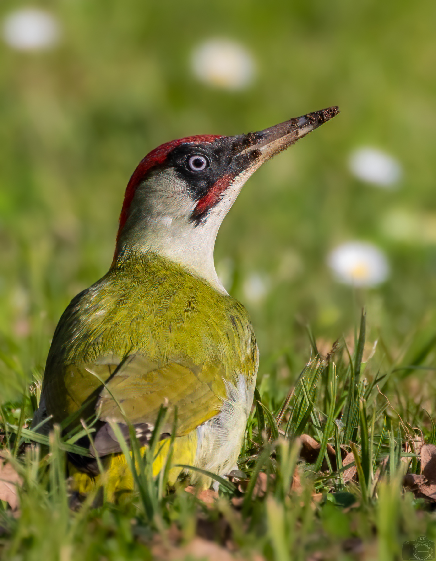 Green woodpecker (male)