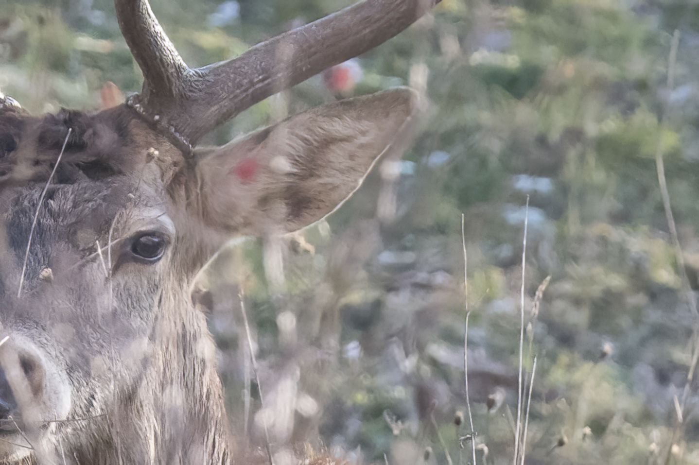 Deer