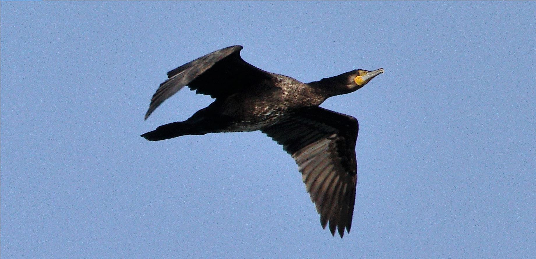 Cormorant 29-01-2022