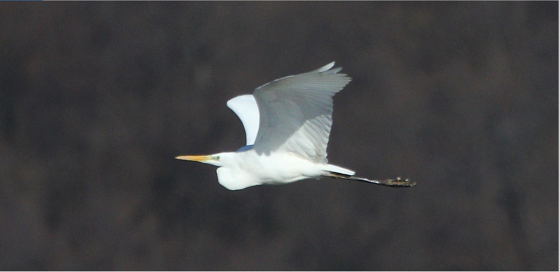 major white 29-01-2022