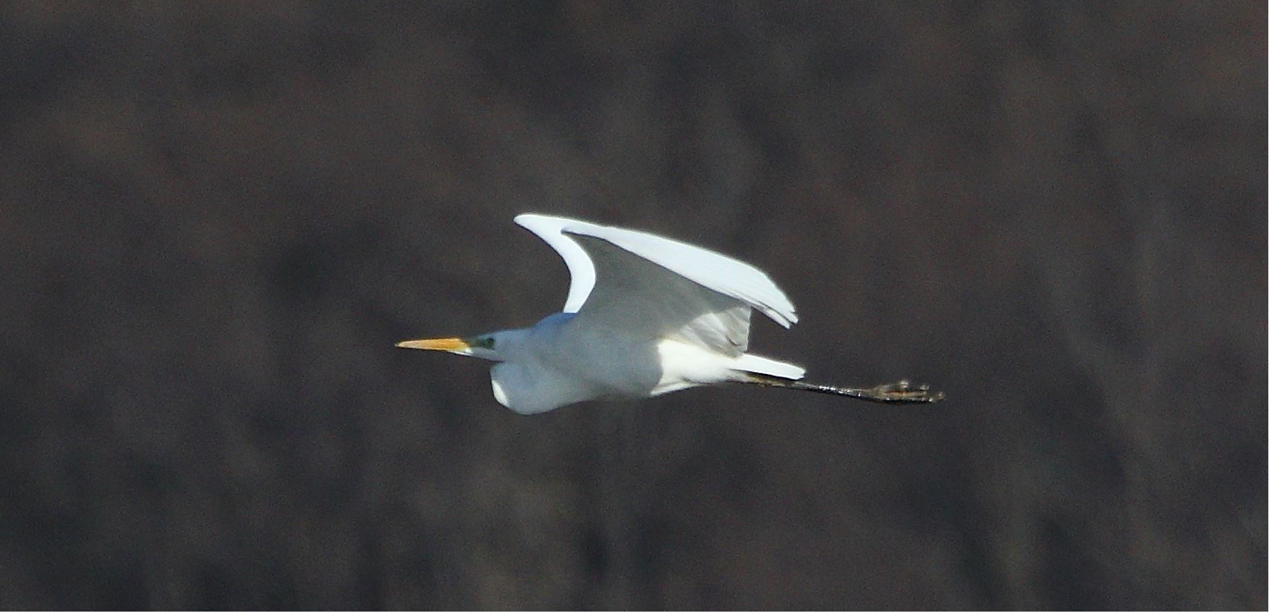 major white 29-01-2022