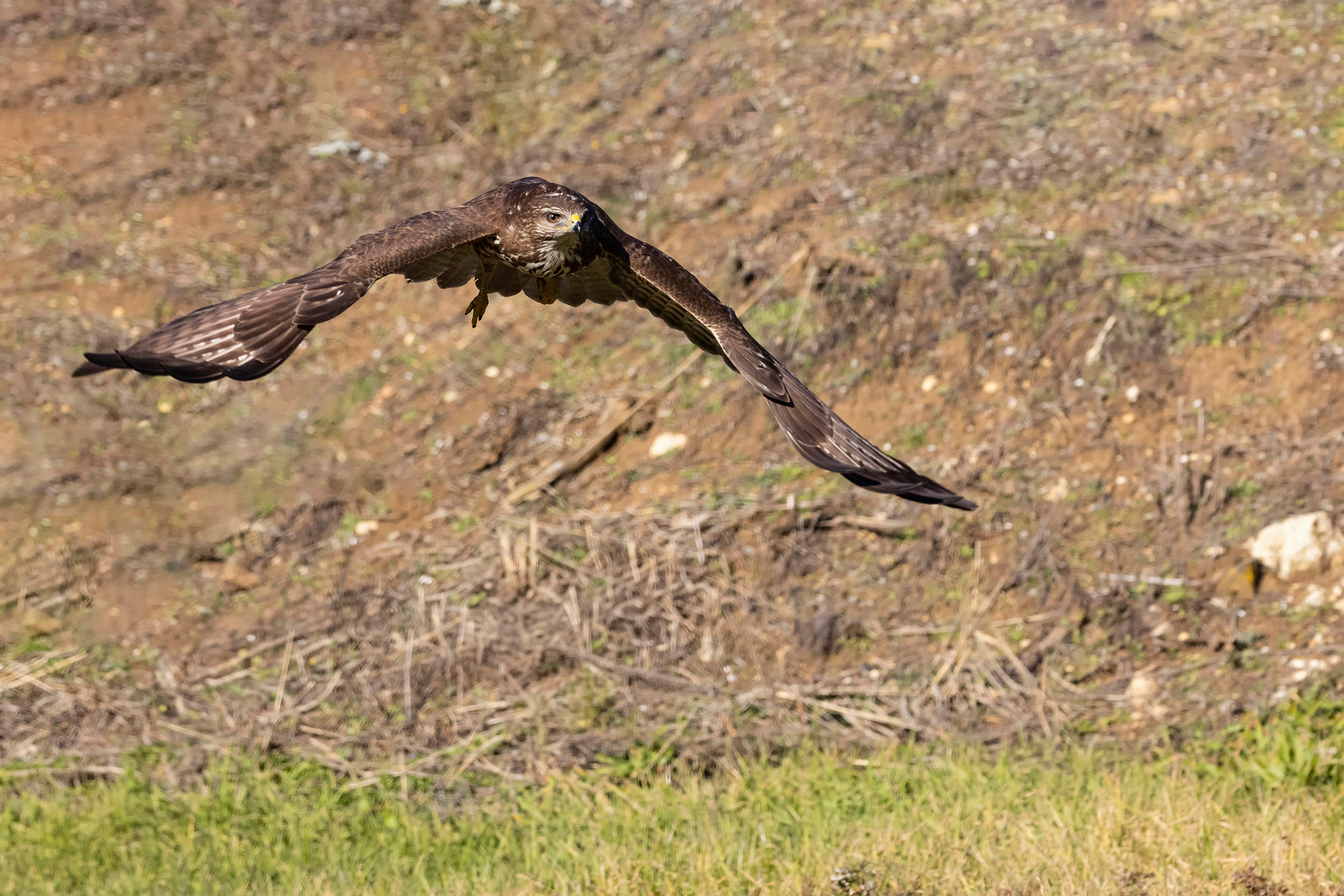 Buzzard in flight
