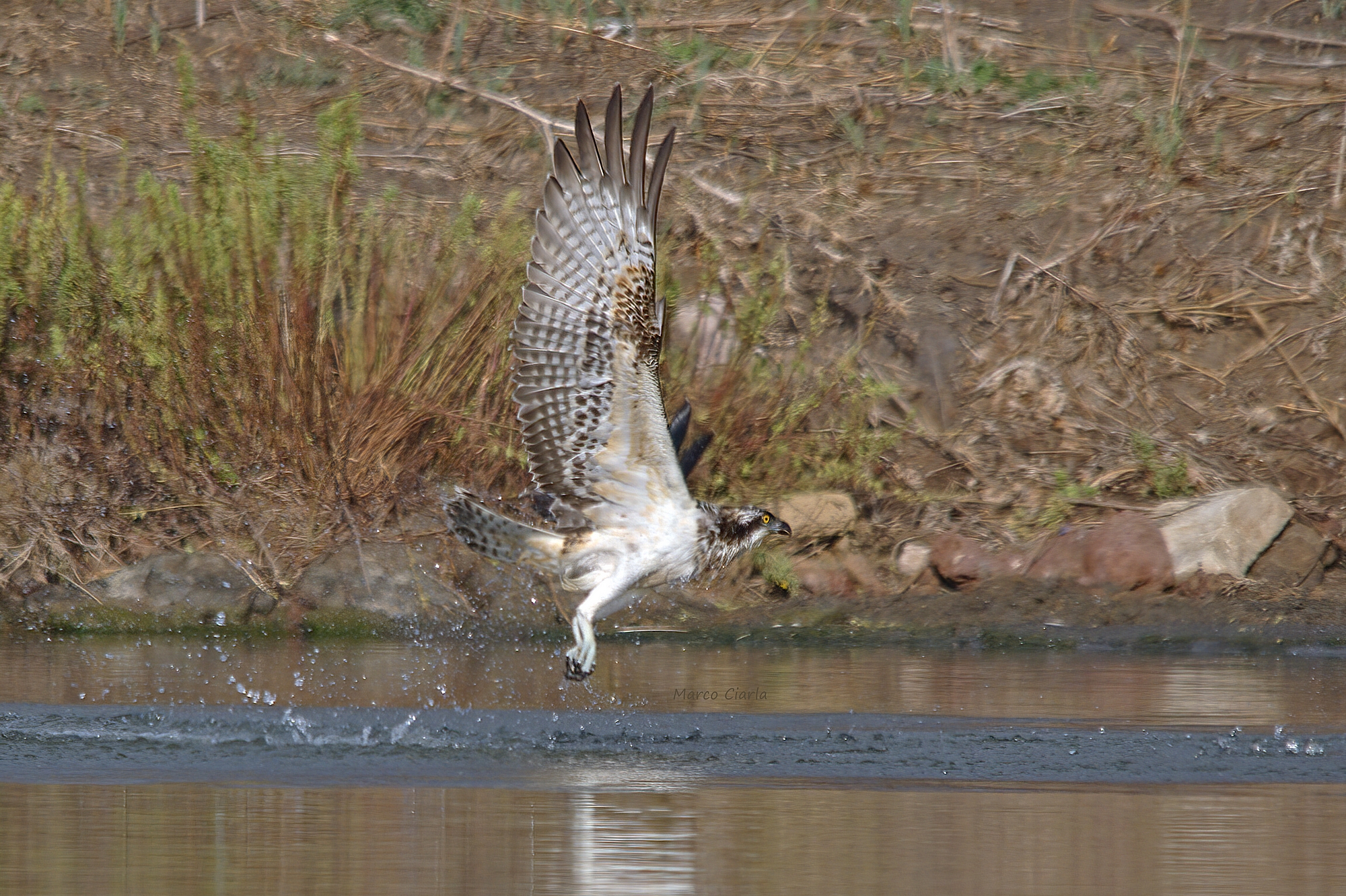 Osprey (Pandion haliaetus)
