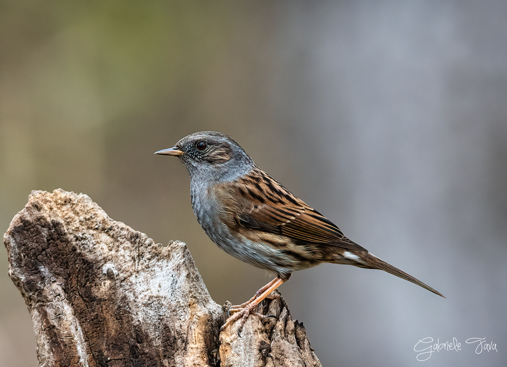 Passera Scopaiola