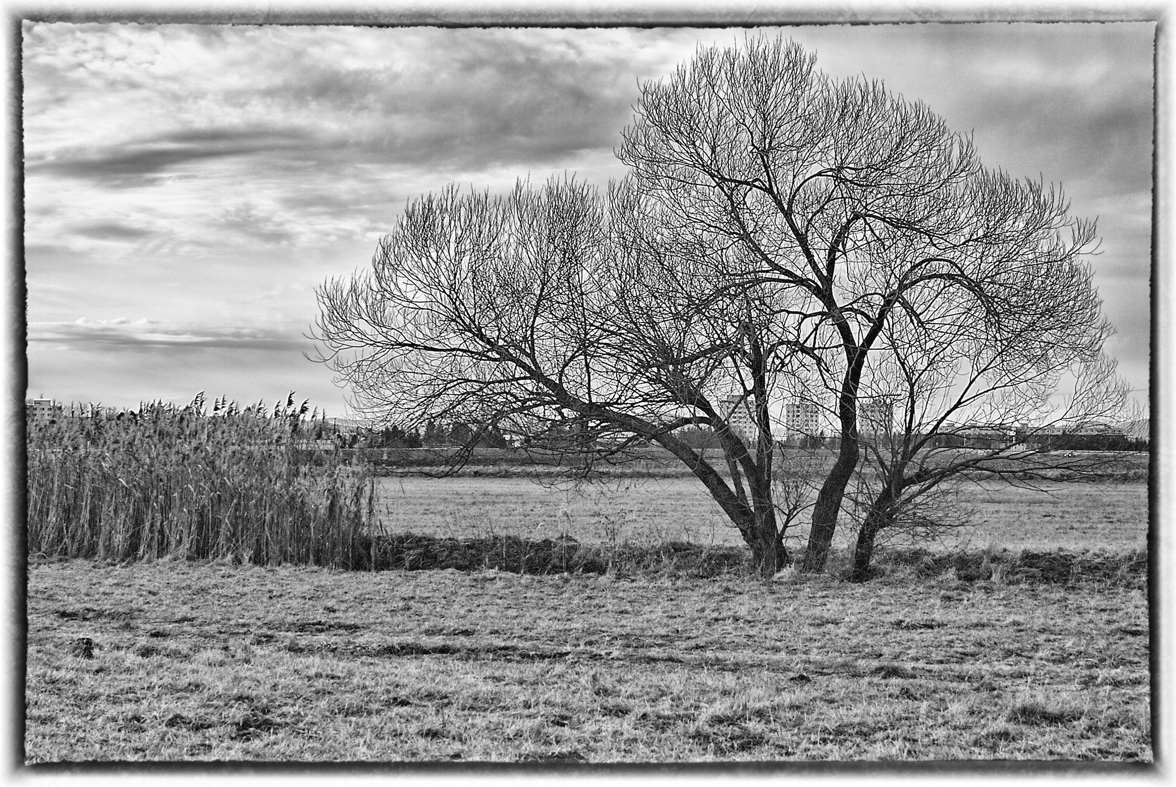 tree - black and white