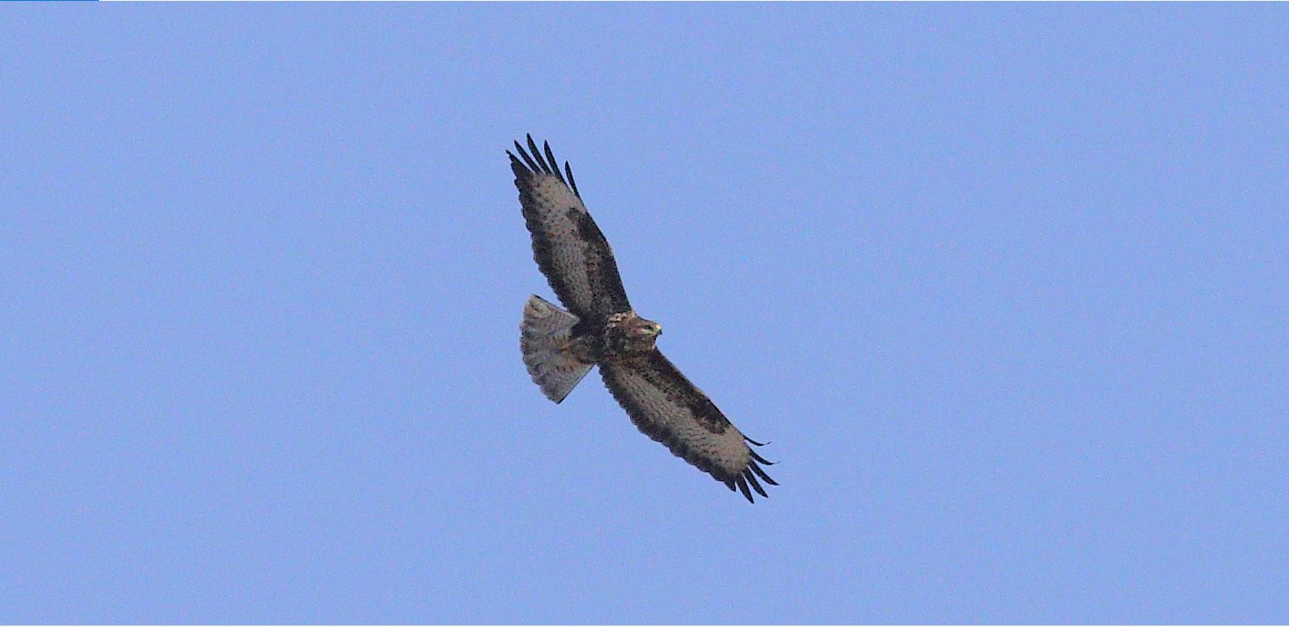 Buzzard 29-01-2022
