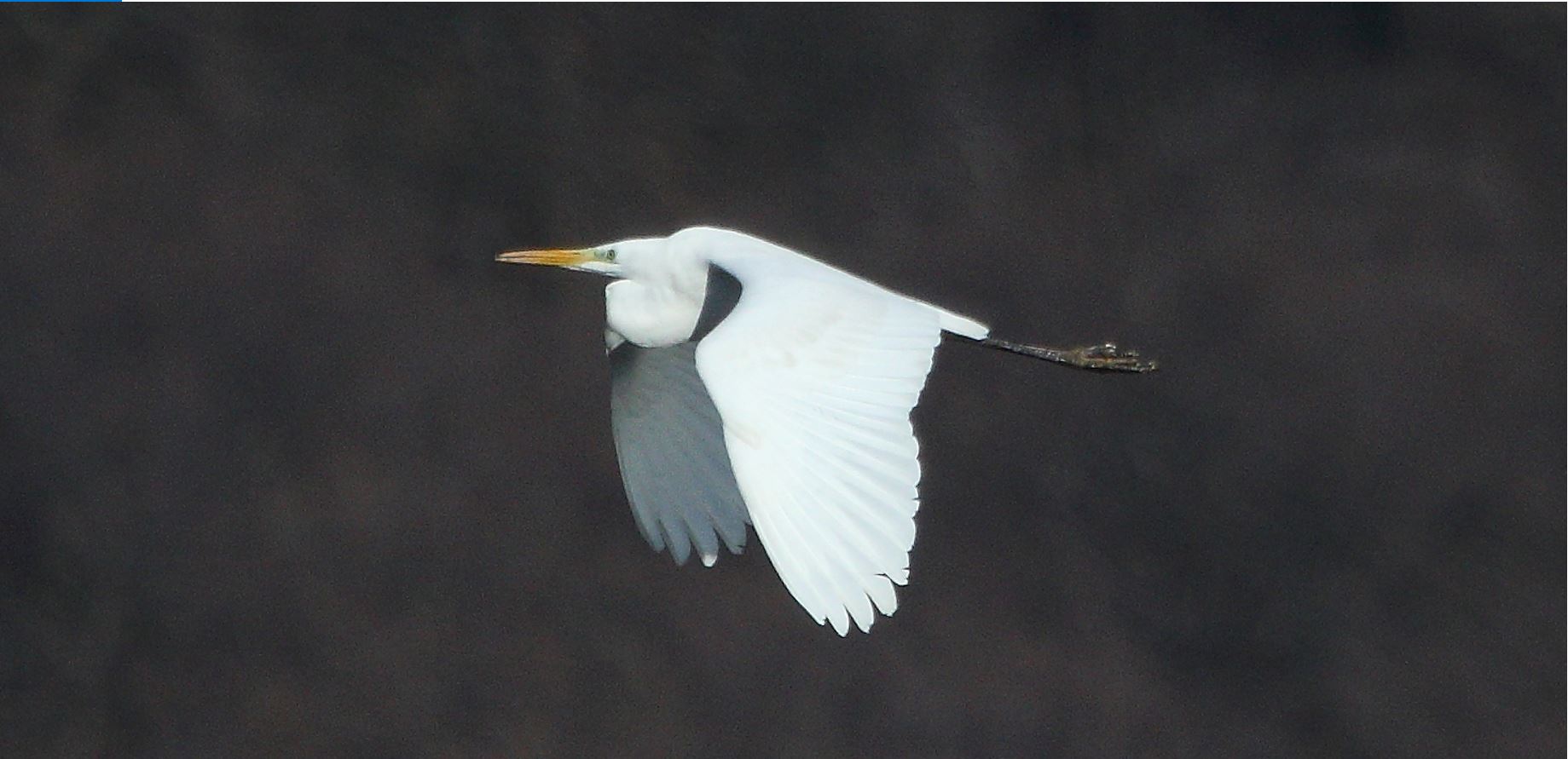 major white 29-01-2022