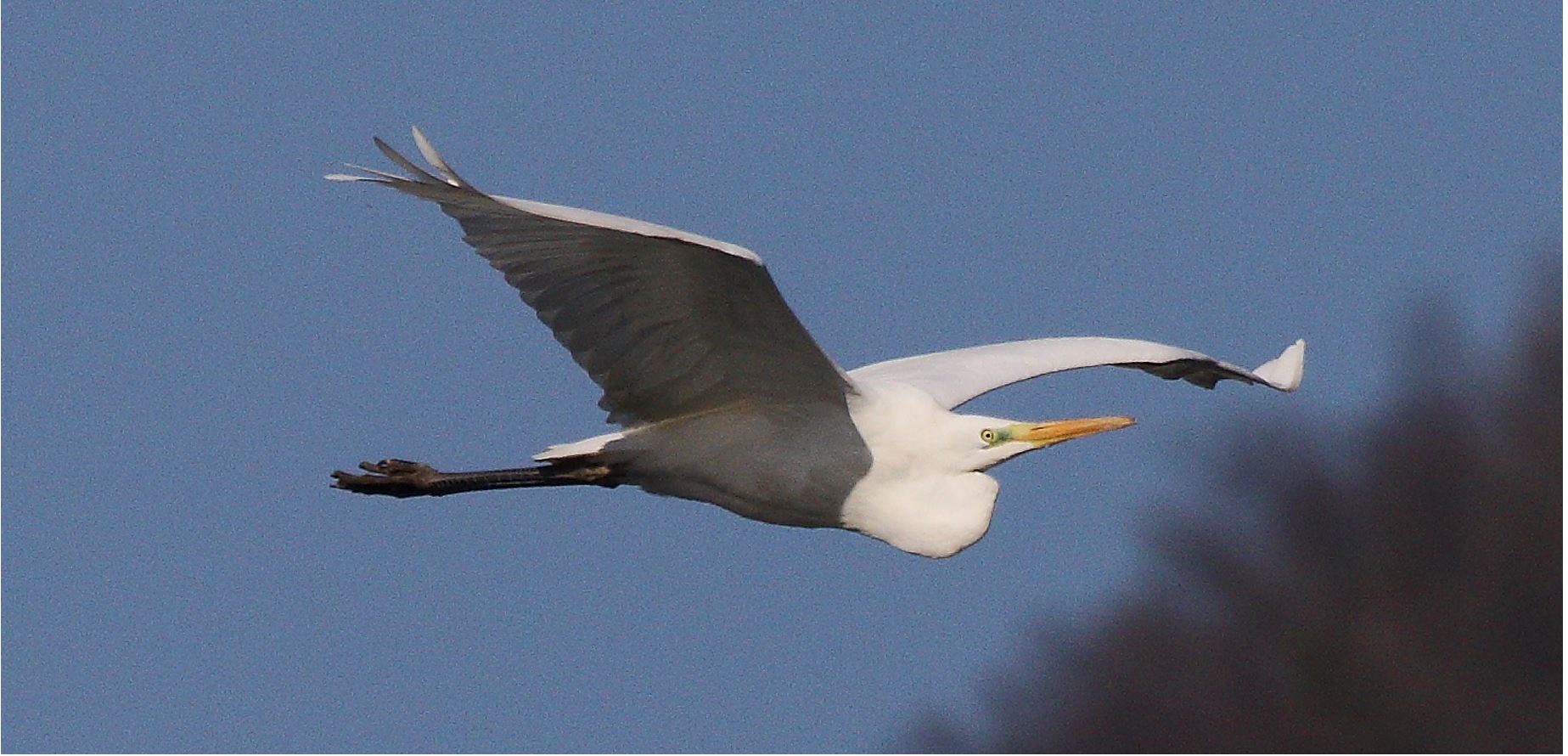 major white 29-01-2022