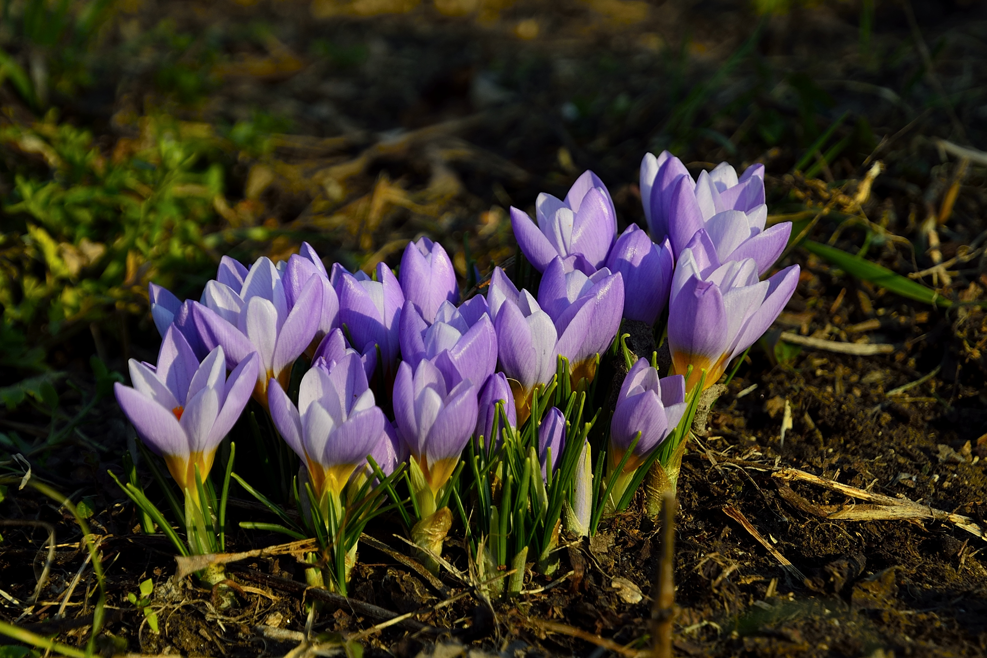 First crocchi in the vineyard