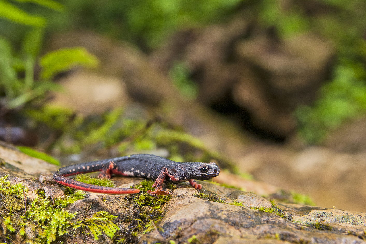 Salamandrina dagli occhiali