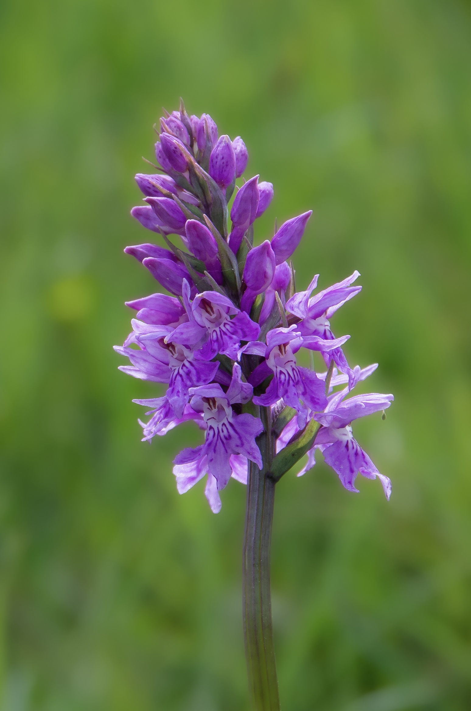 Dactylorhiza Fuchsii