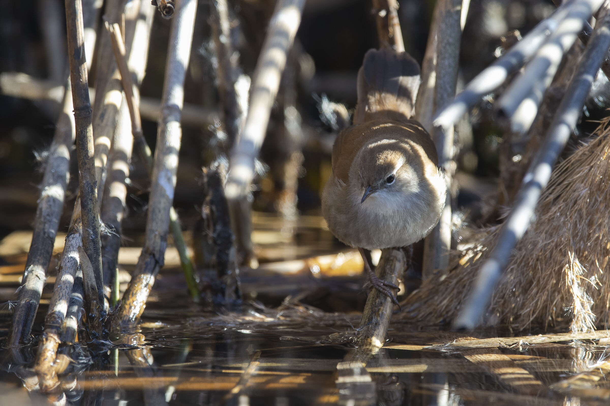 River nightingale (Cettia cetti)