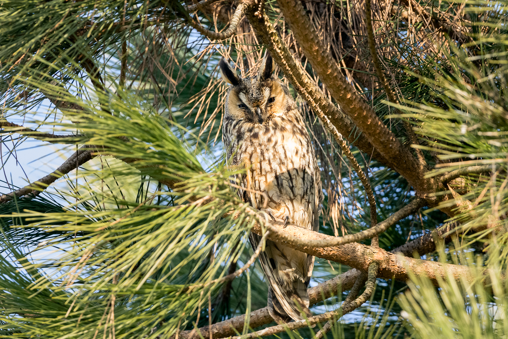 Long-eared owl