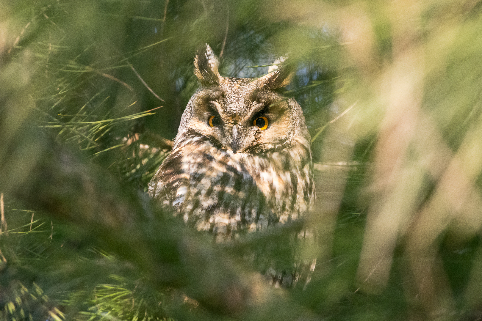 Long-eared owl