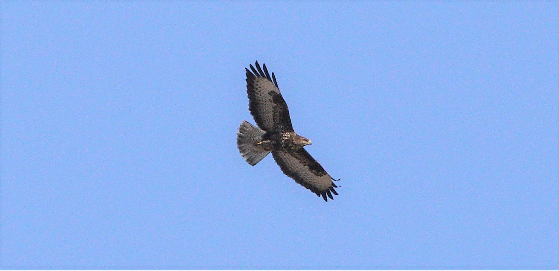 Buzzard 29-01-2022