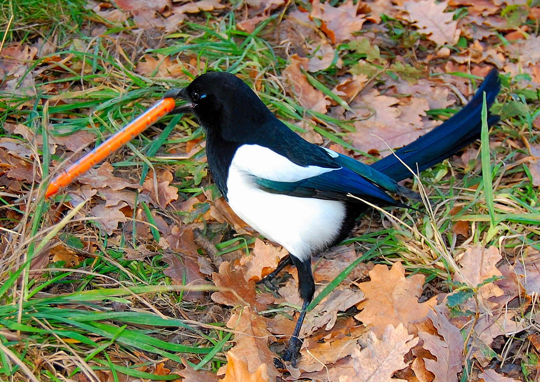 Tina: the playful magpie