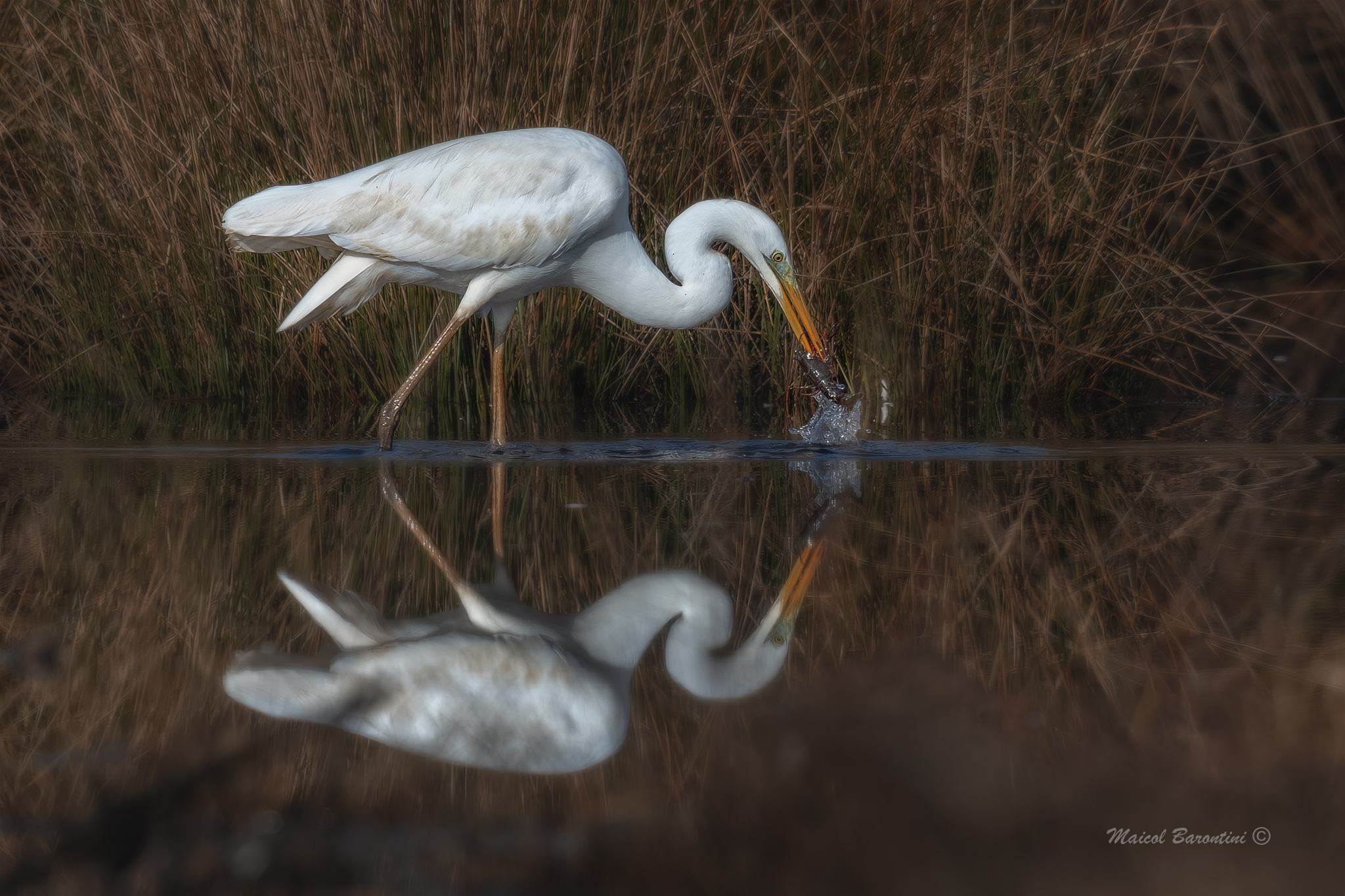 Airone bianco allo specchio