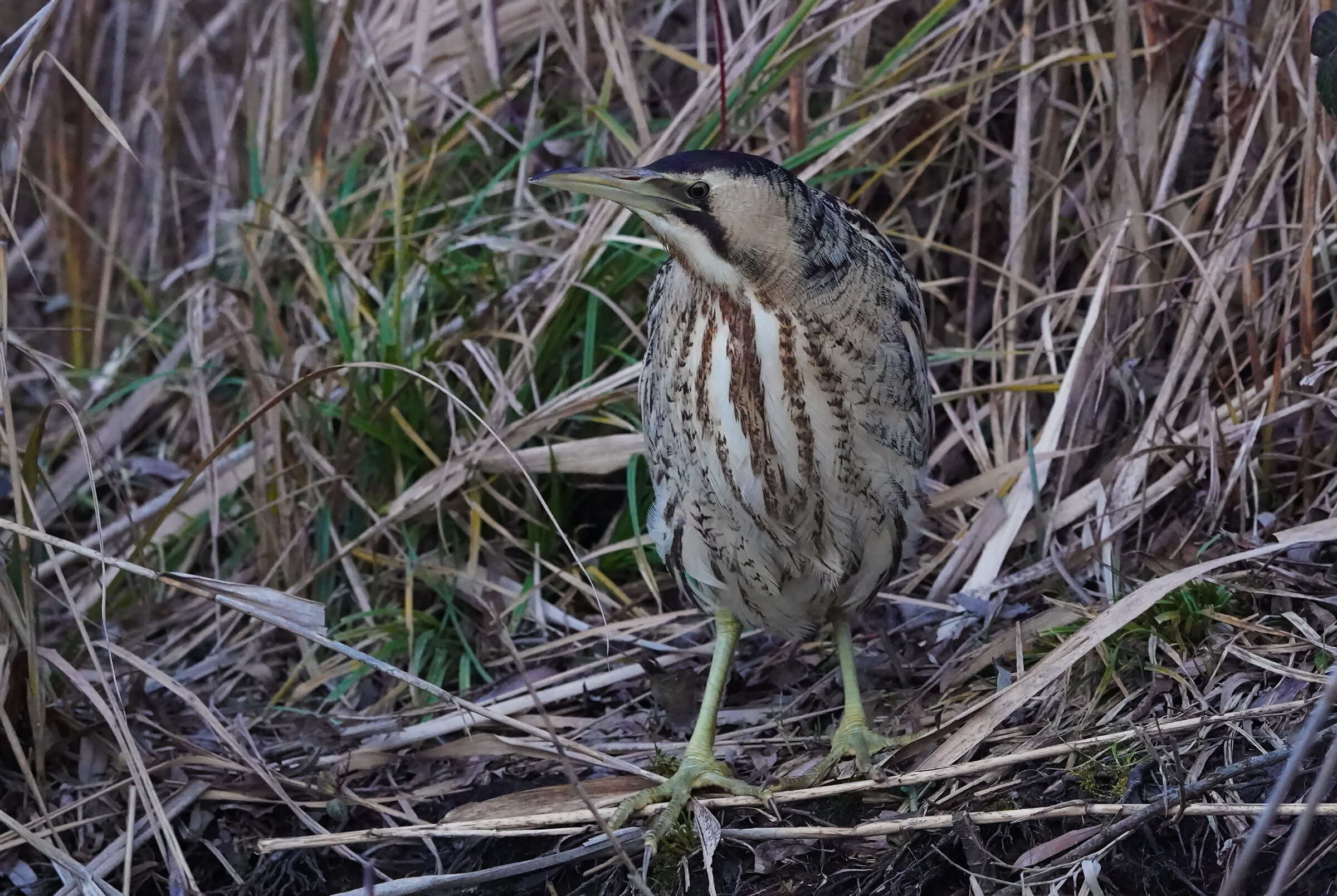 tarabuso ed iso a gogo