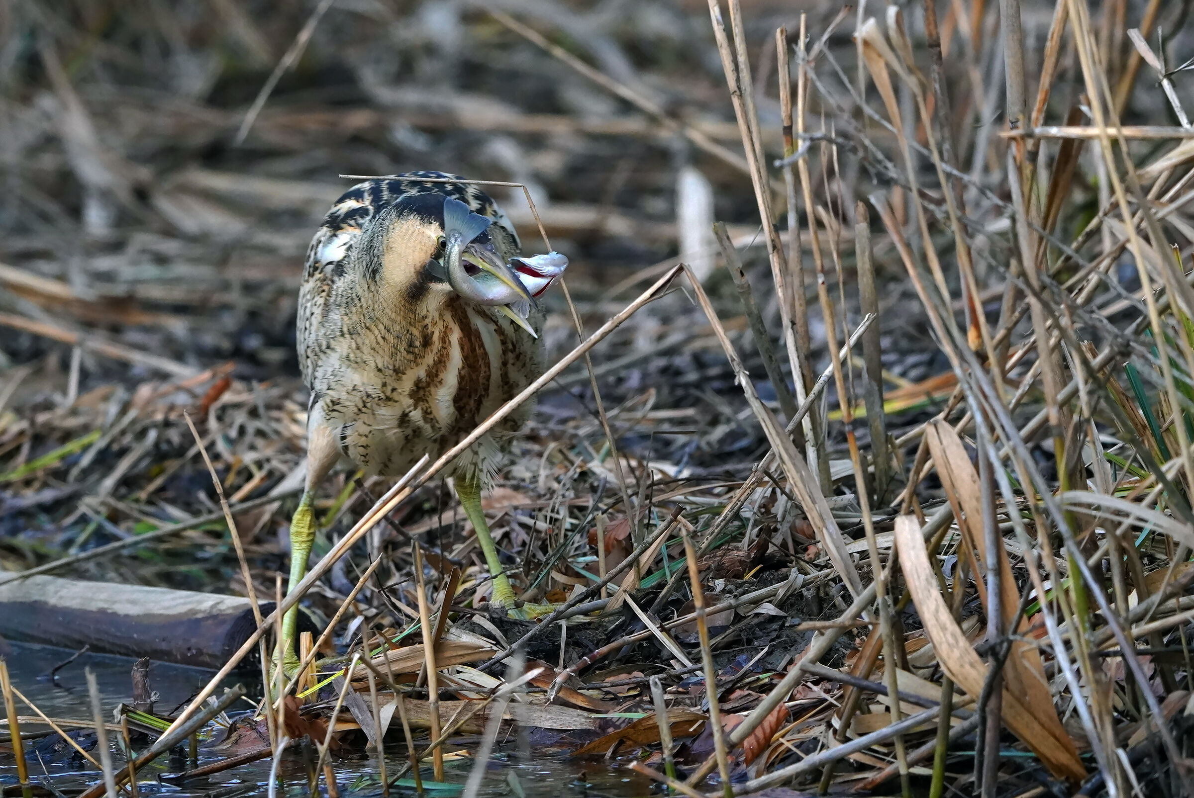 pesca...al crepuscolo