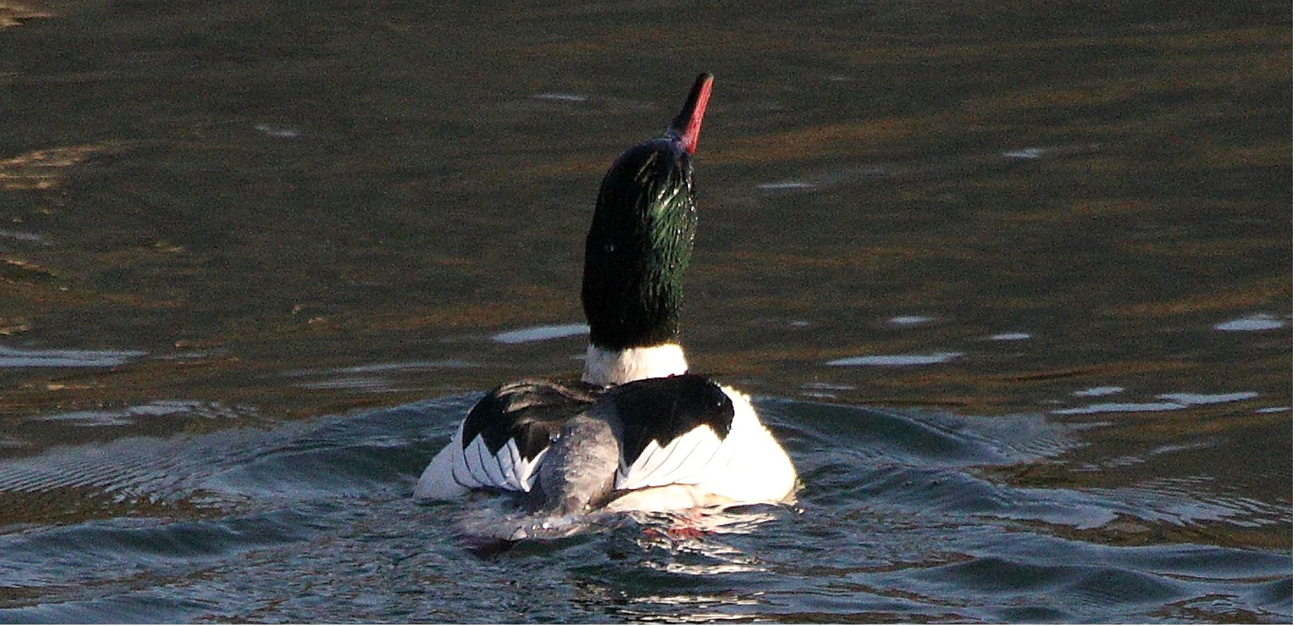 Merganser M 29-01-2022