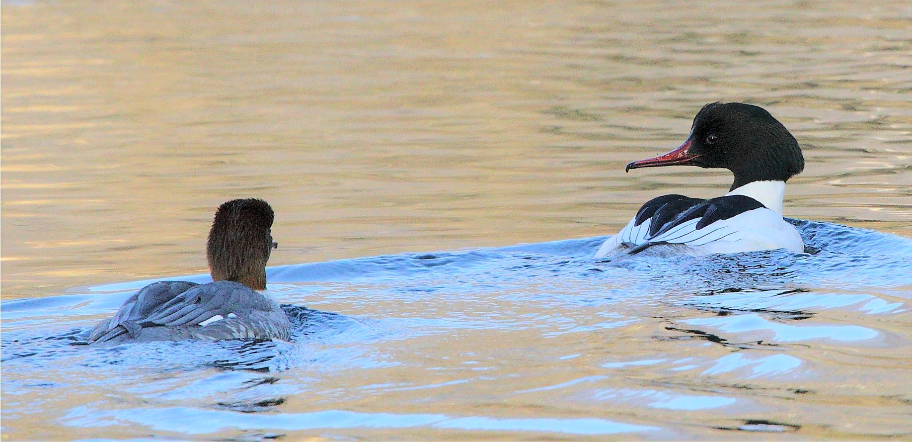 couple smerghi 29-01-2022