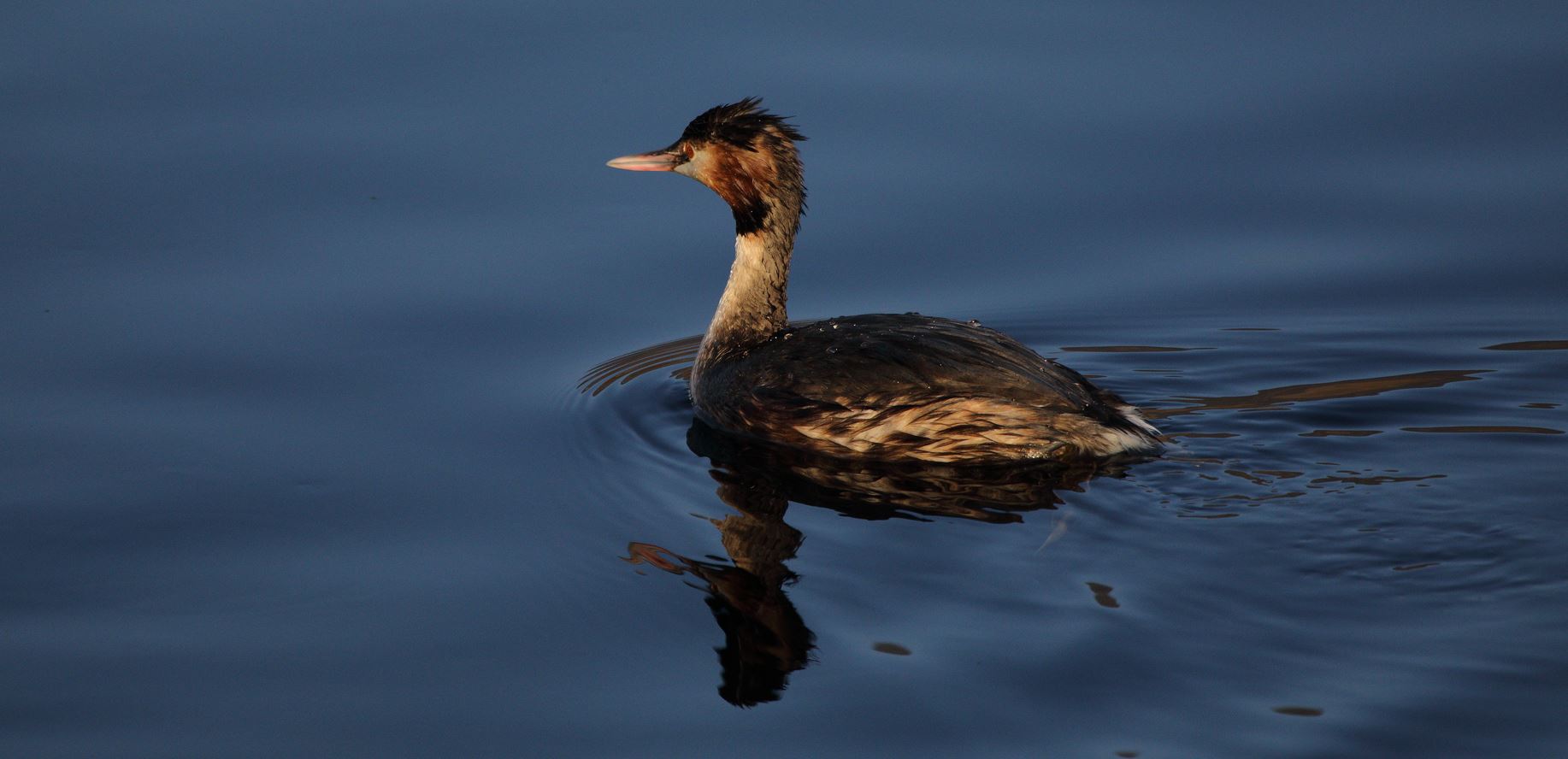 grebe 29-01-2022