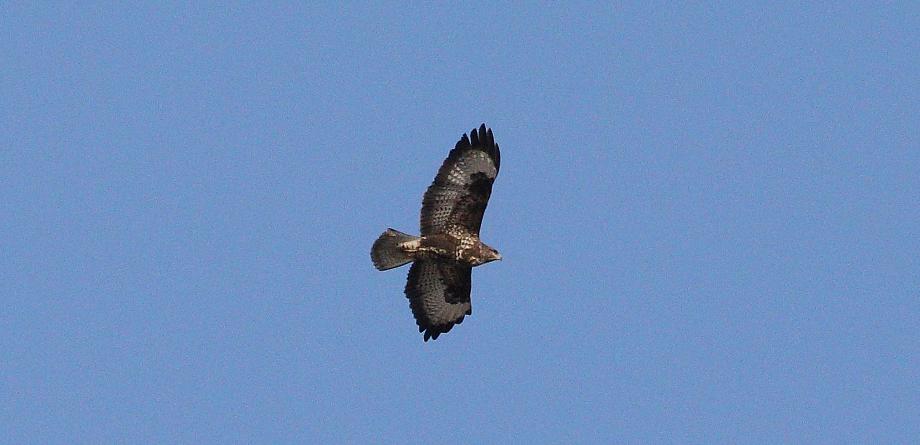 Buzzard 29-01-2022