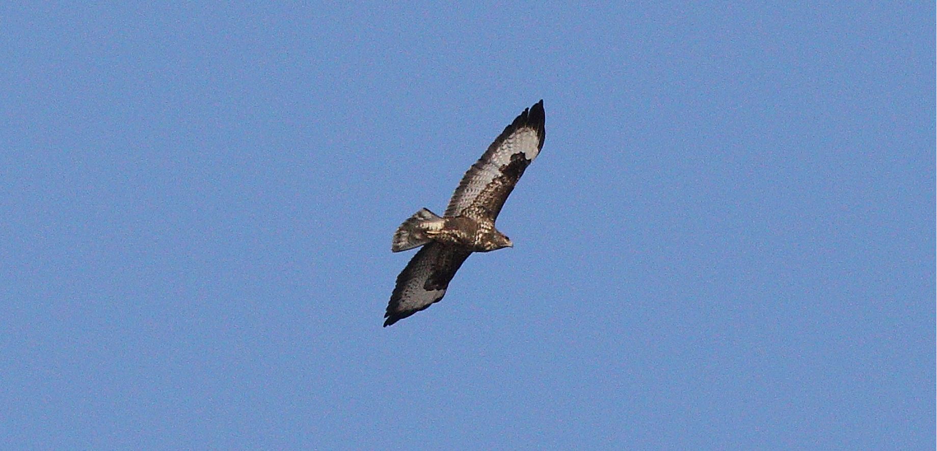 Buzzard 29-01-2022