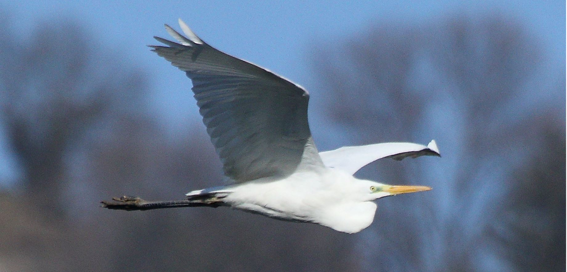 major white 29-01-2022