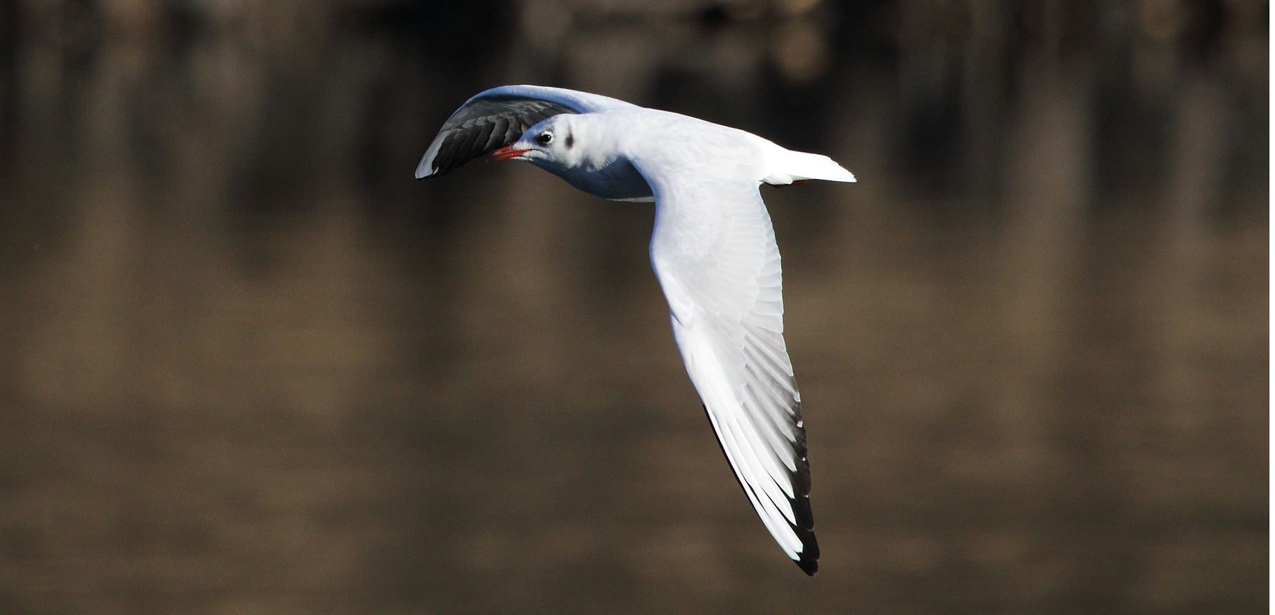 Terrestrial gull 29-01-2022