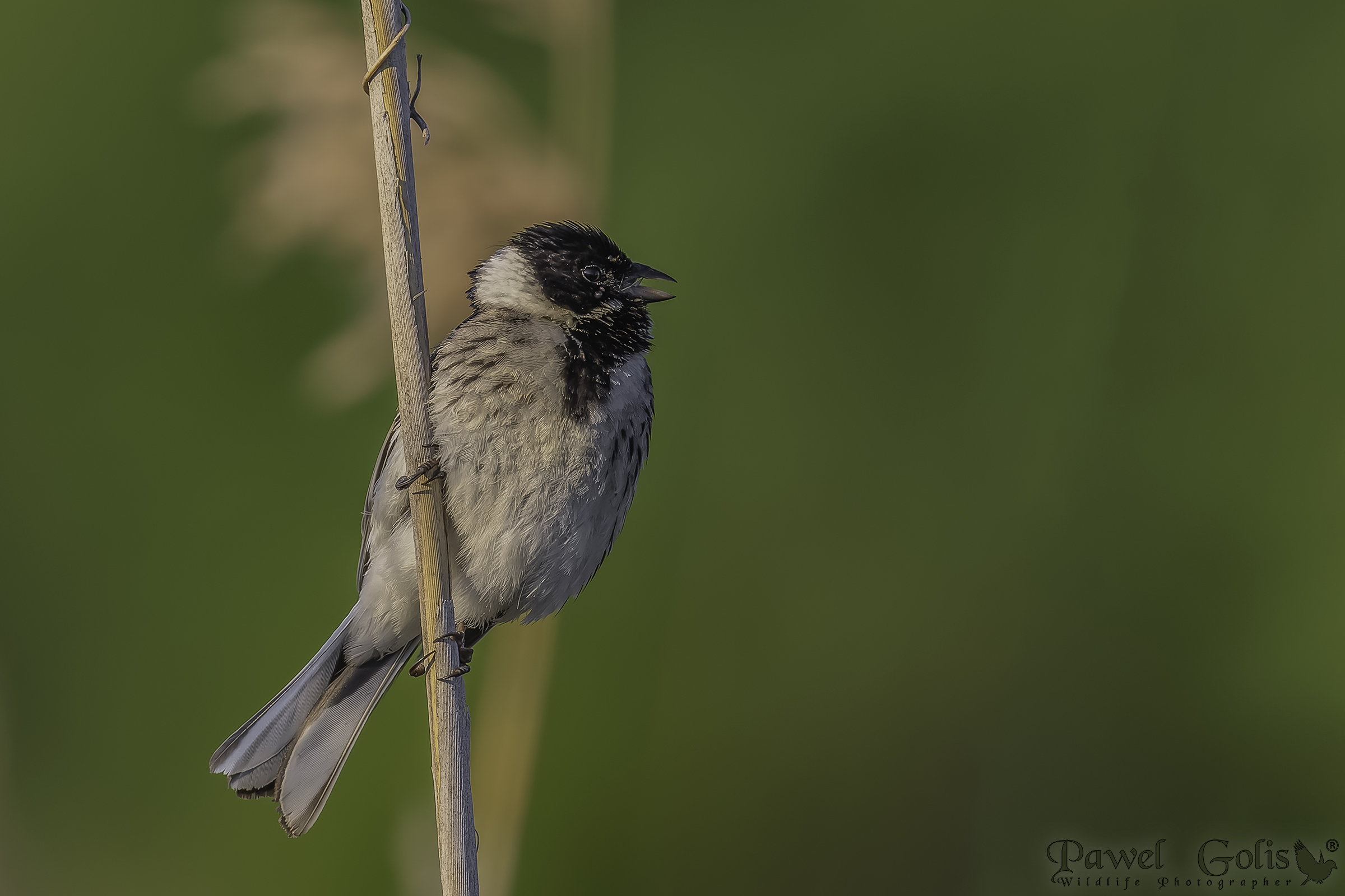 Cannuccia comune (Emberiza schoeniclus)