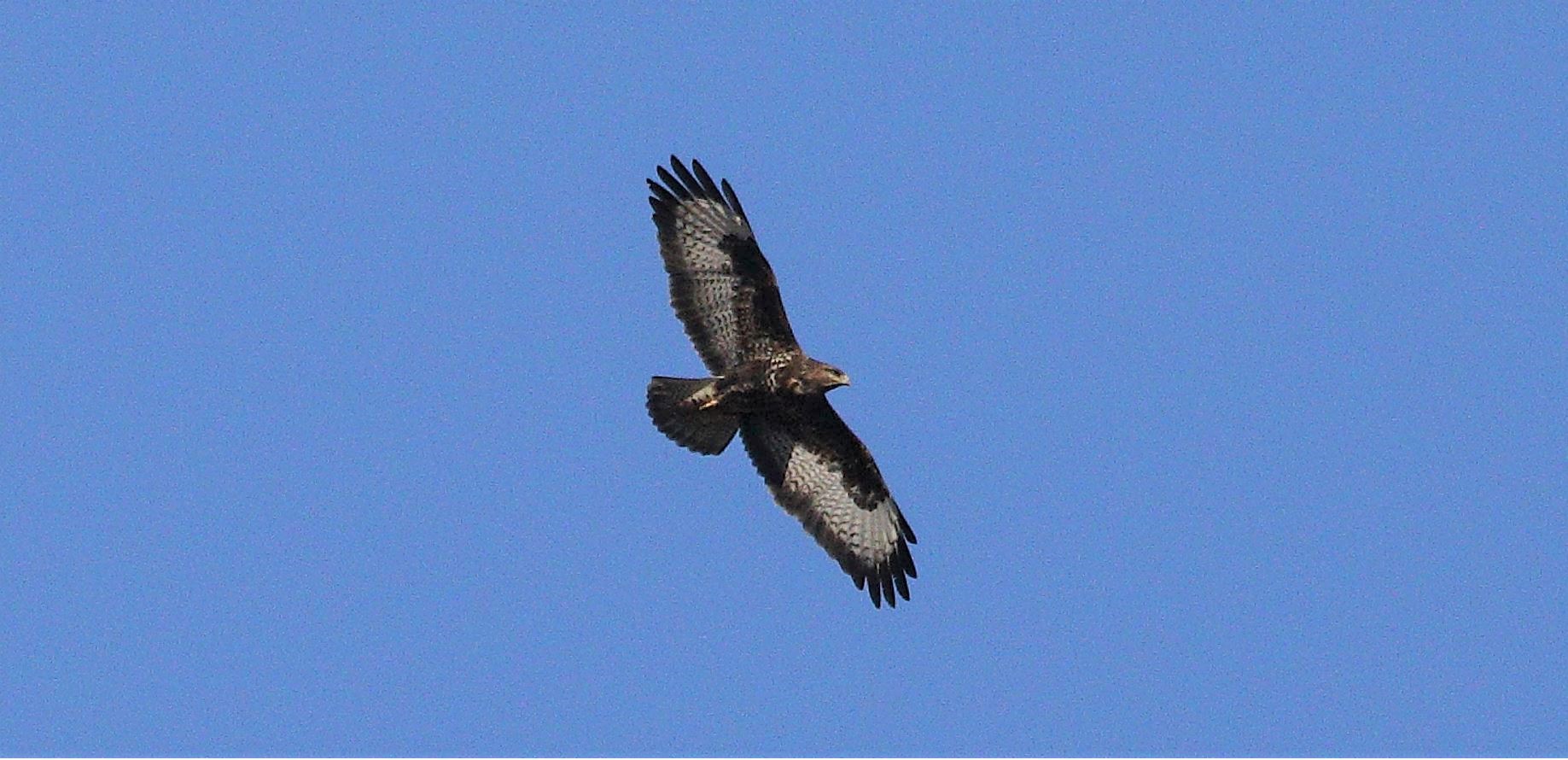 Buzzard 29-01-2022